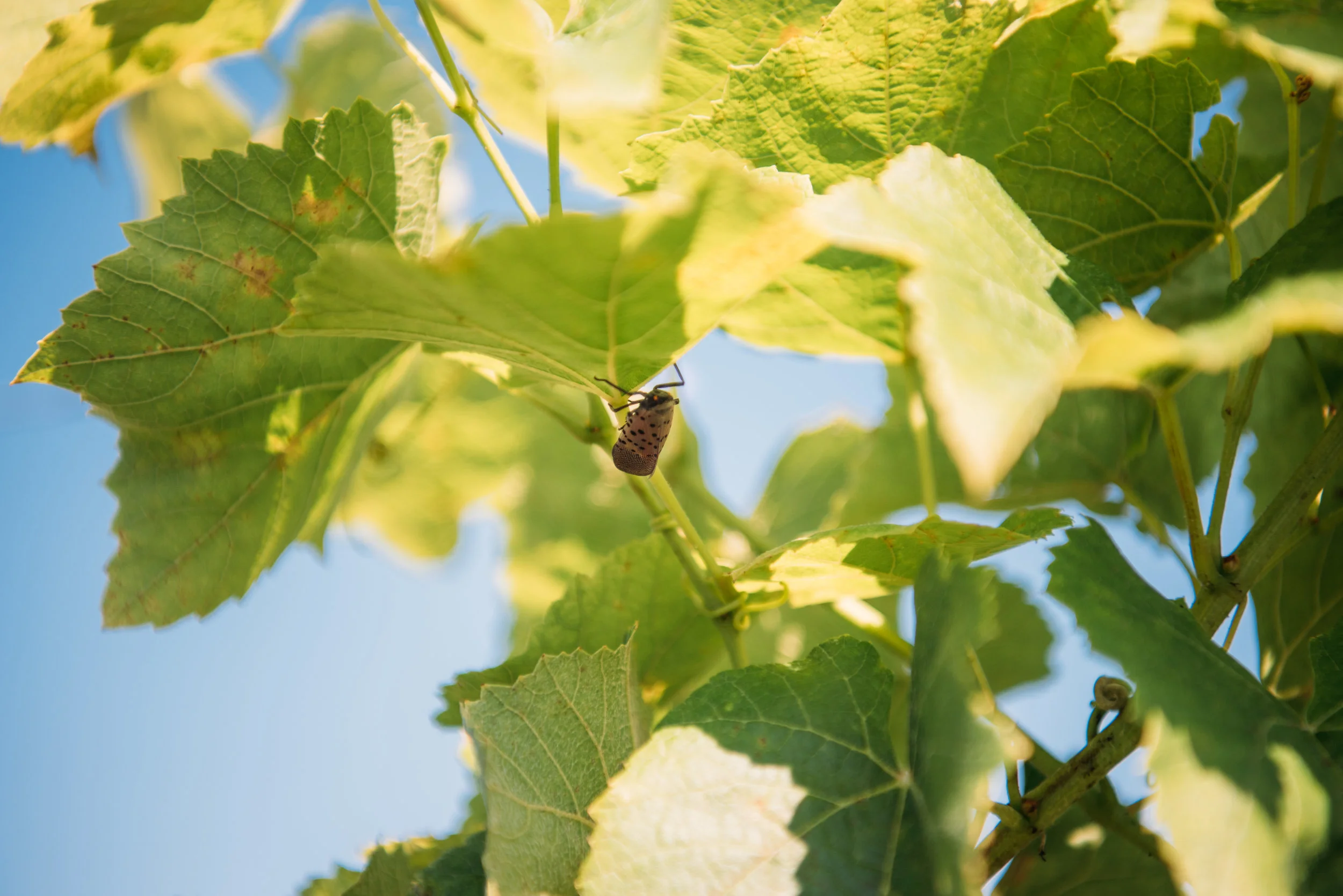 LanternFlies-3.jpg