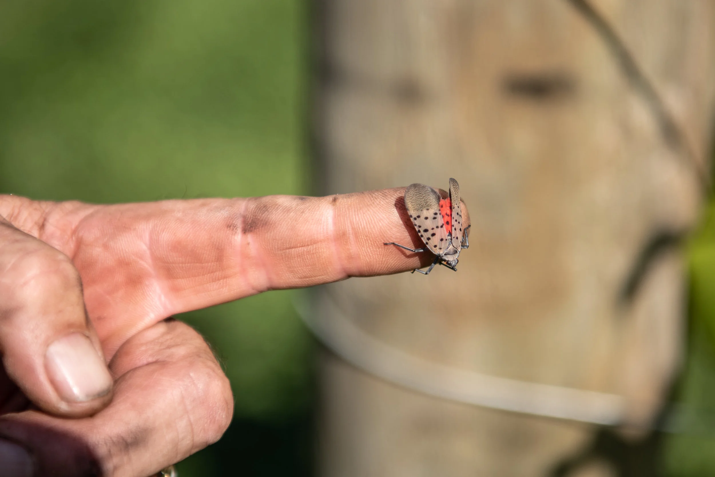LanternFlies-4.jpg