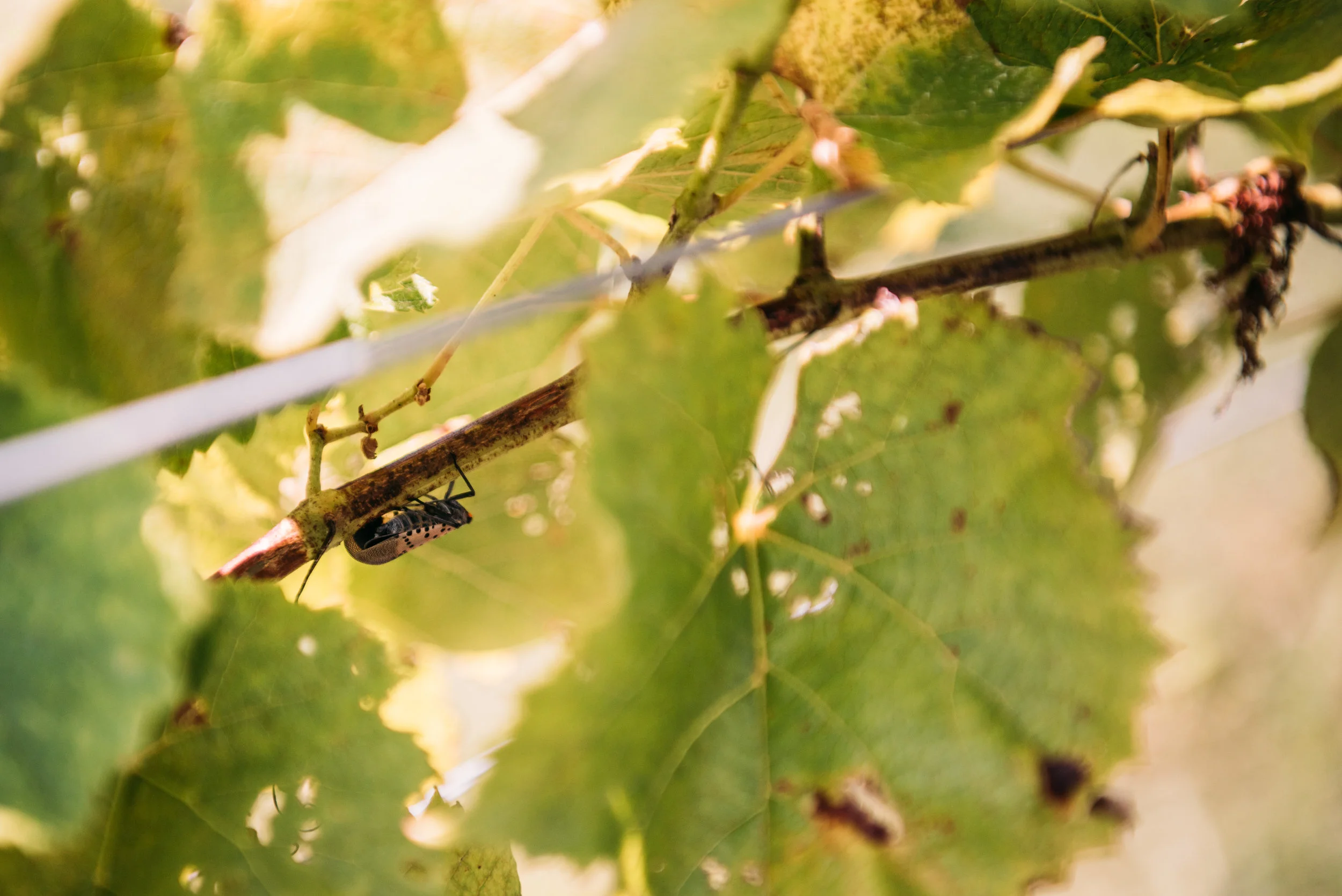 LanternFlies-2.jpg
