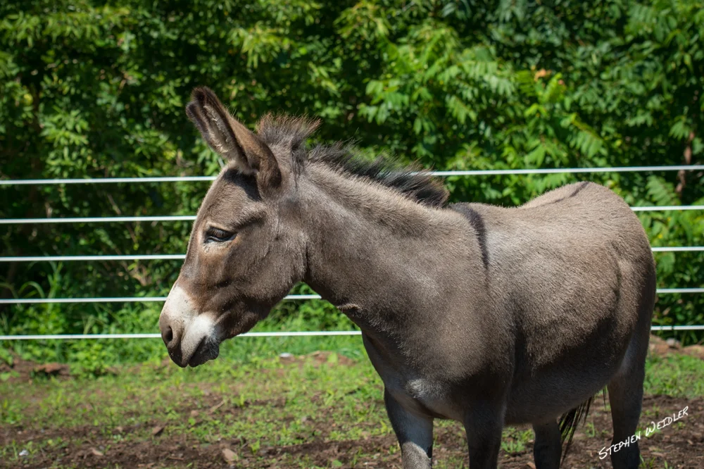horses1.jpg