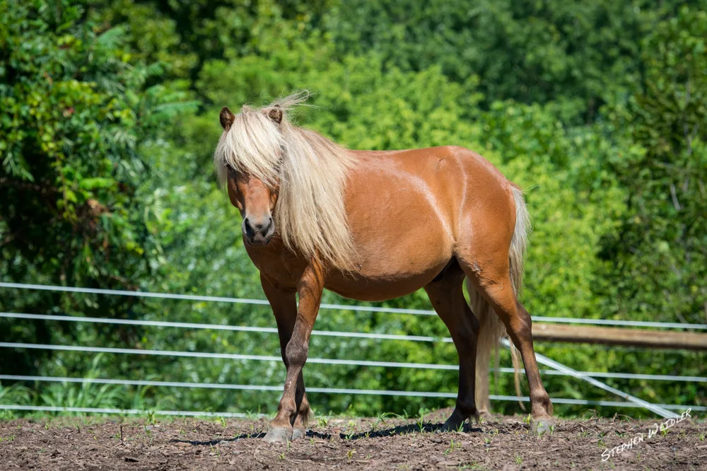 horses4.jpg