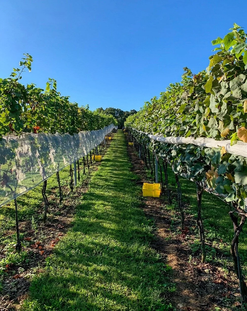 vines.jpg