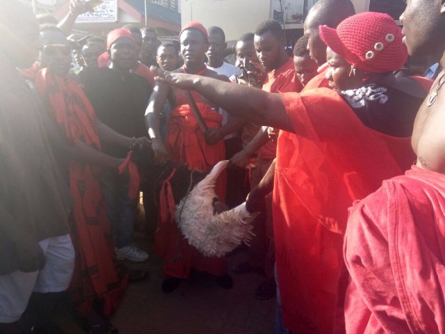The angry customers slaughtering a sheep to invoke curses