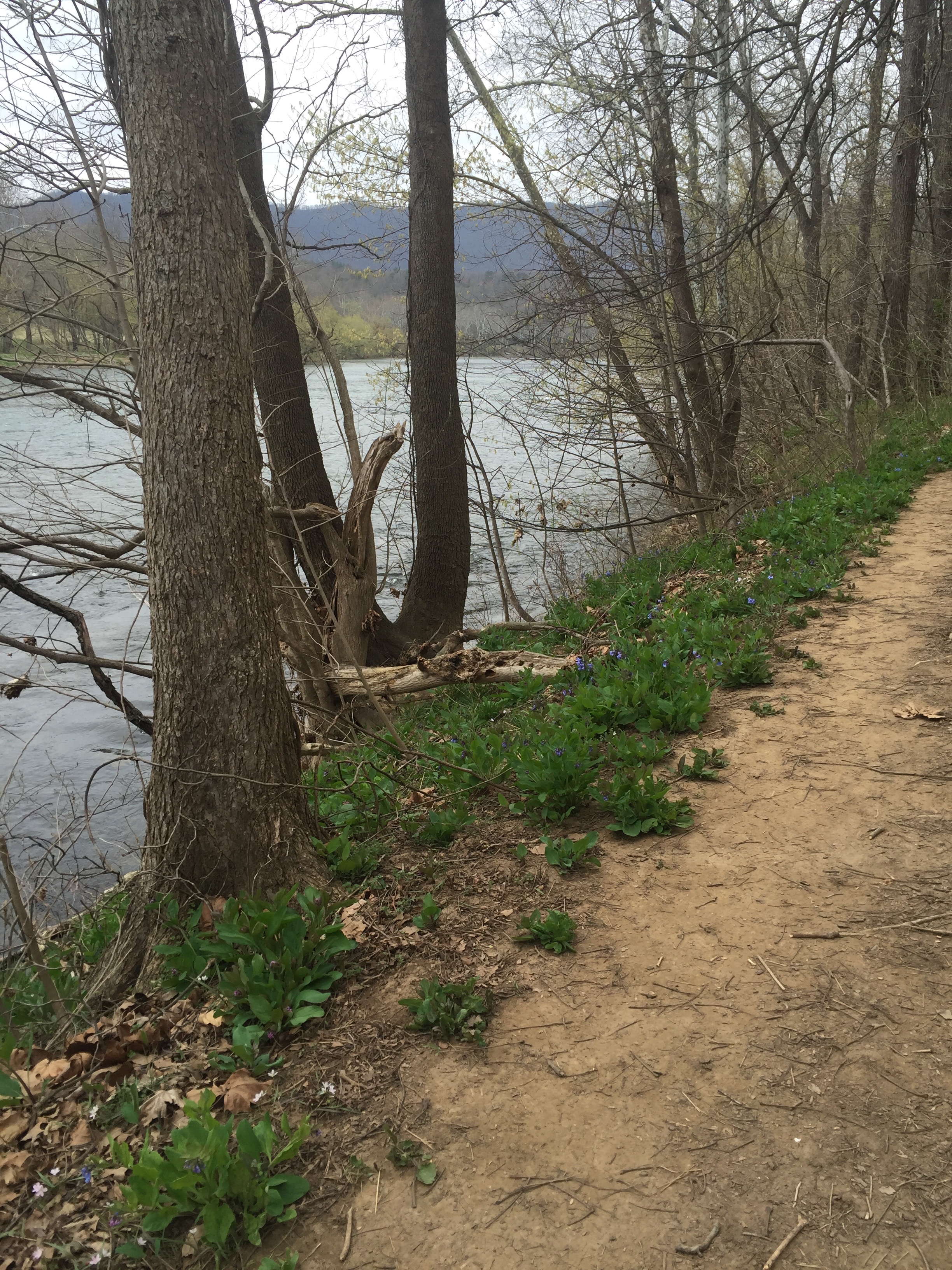Bluebell trail