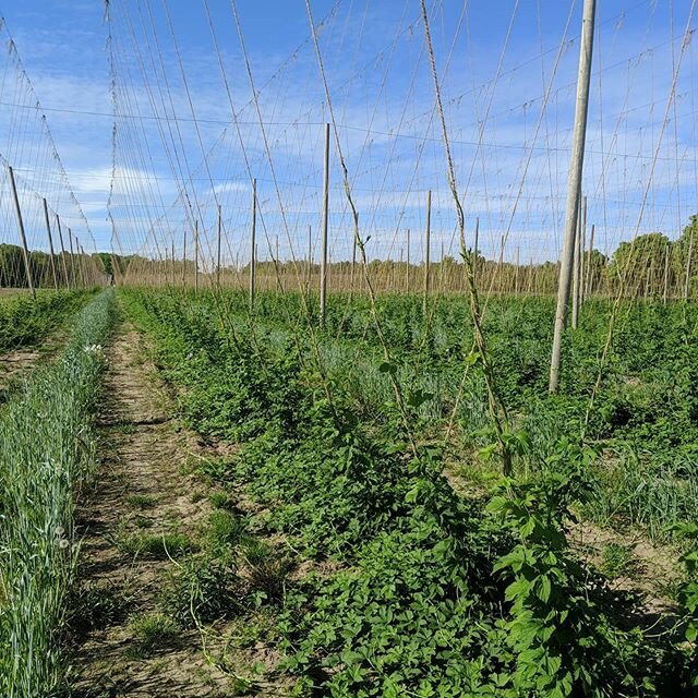 This is what these hops look like on May 27th a bit before 5:30 (pm), guys.