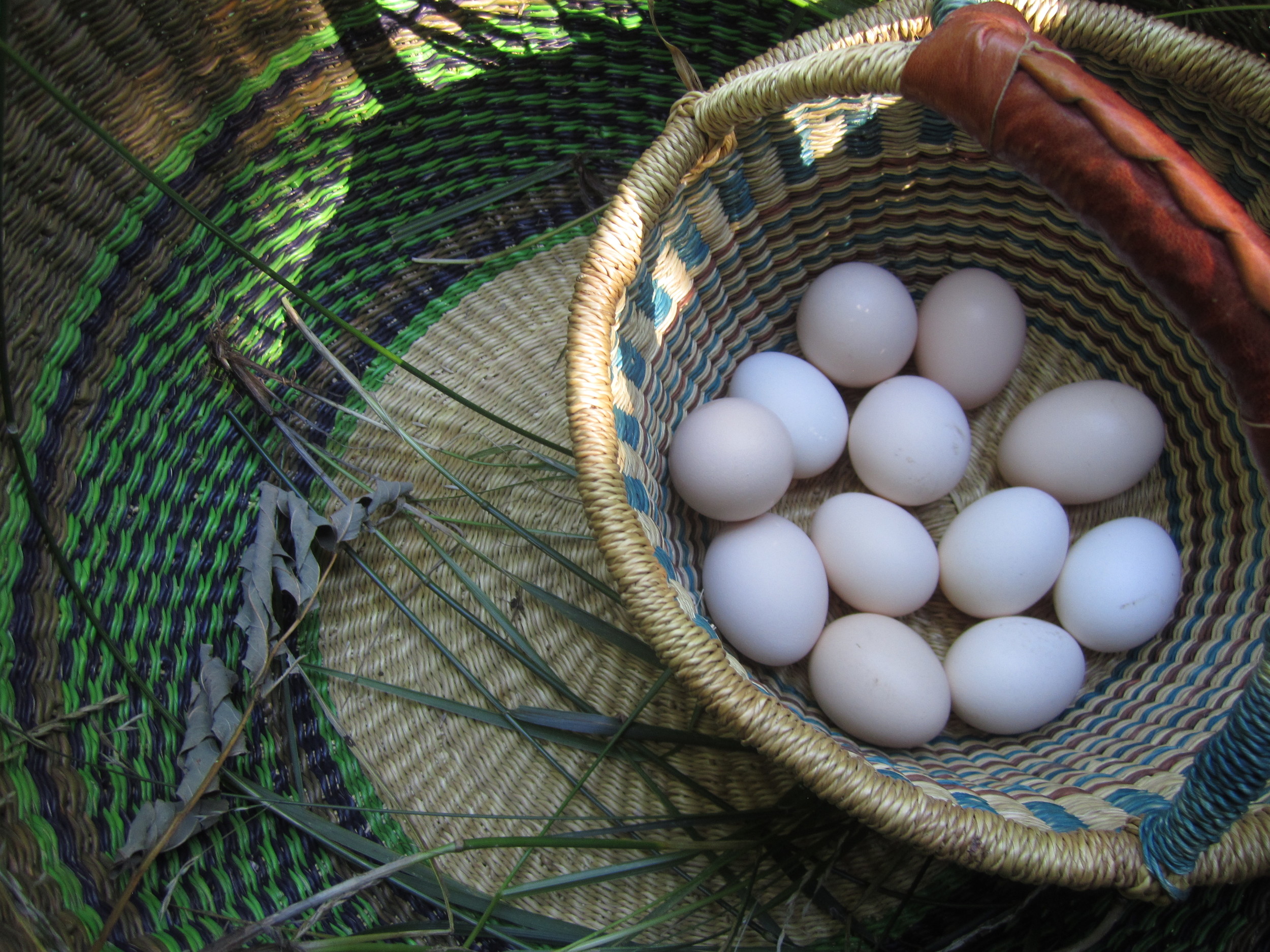 Eggs fresh from the coop. Photo by Brooke.