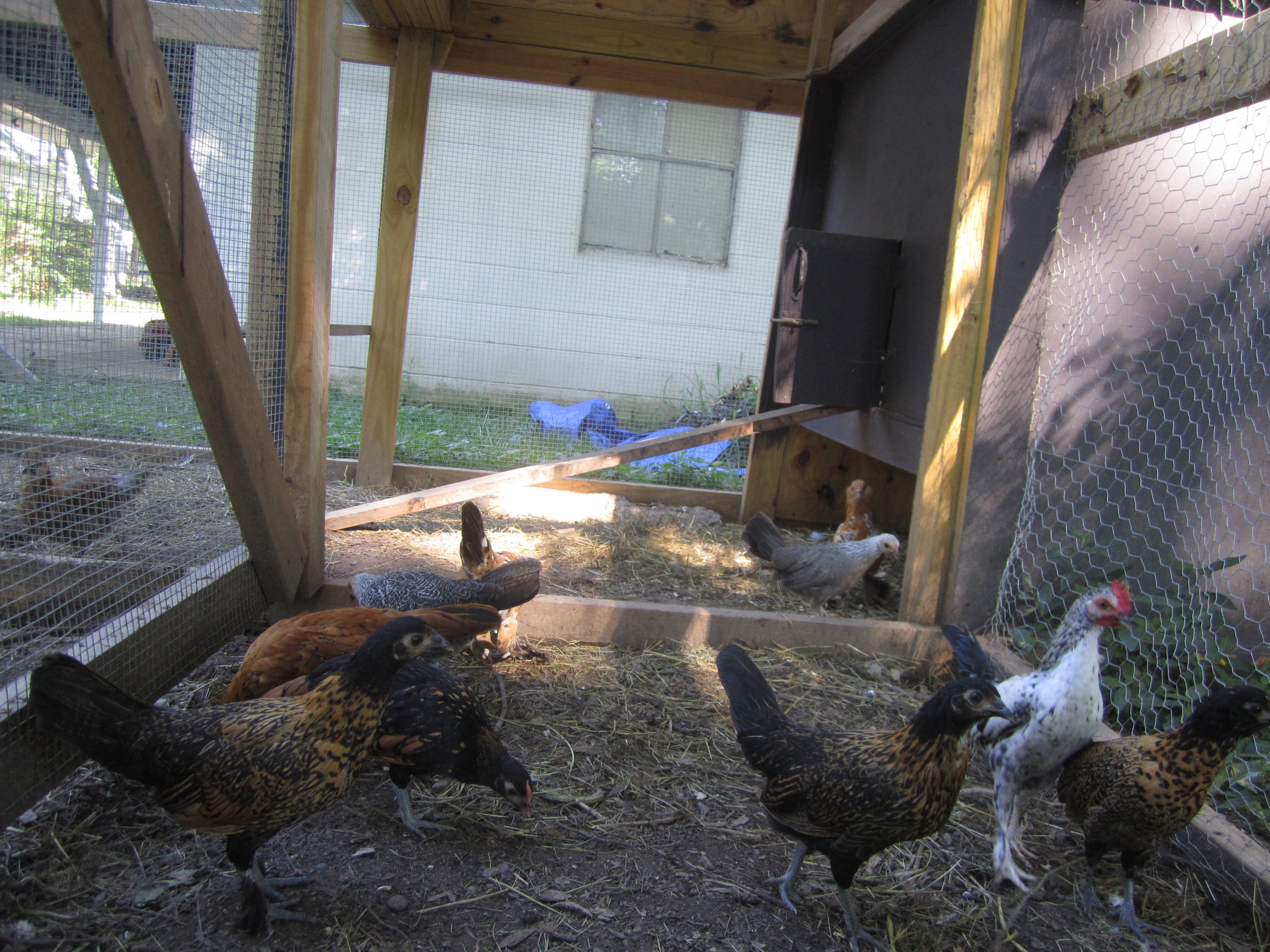 Our younger chicks getting acquainted with their coop. Photo by Brooke.