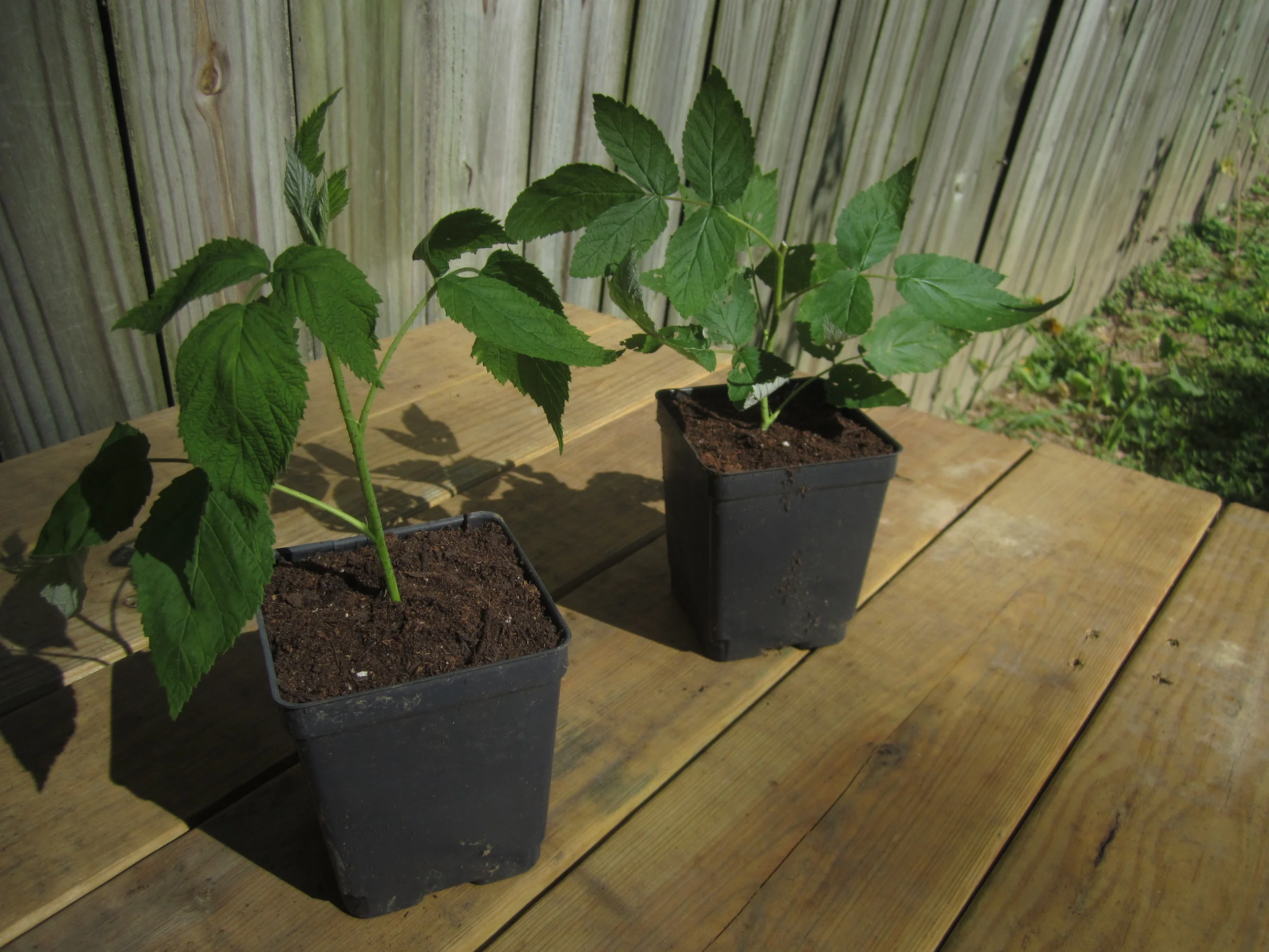 How to Propagate Raspberries and Blackberries with Cuttings — Good Life Revival