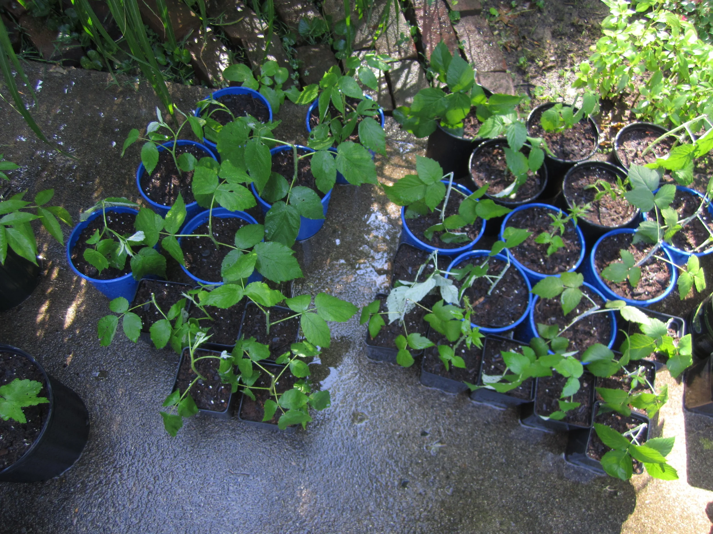 Our back porch quickly turned into a backyard nursery when I discovered the joys of propagating.