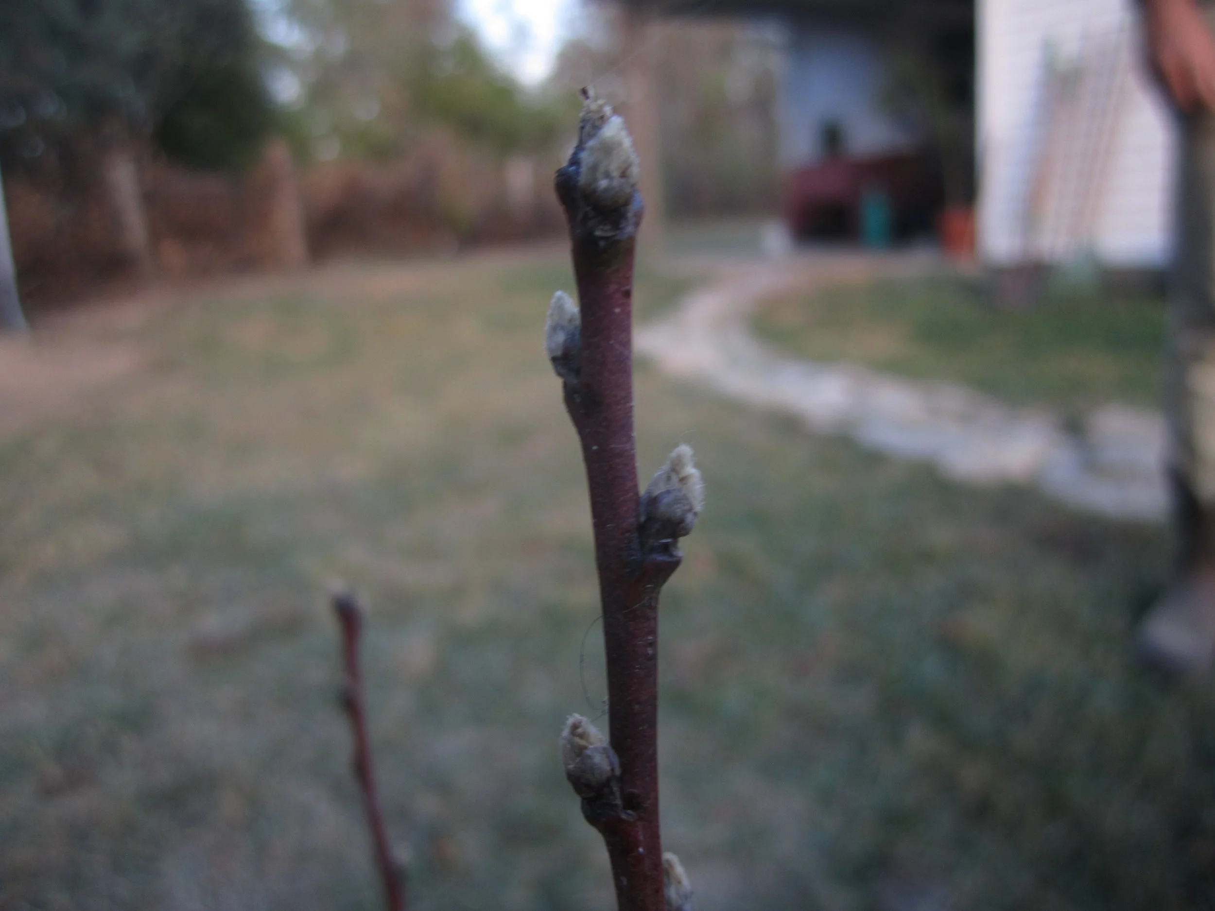 Our young peach tree is budding out in preparation for next spring.