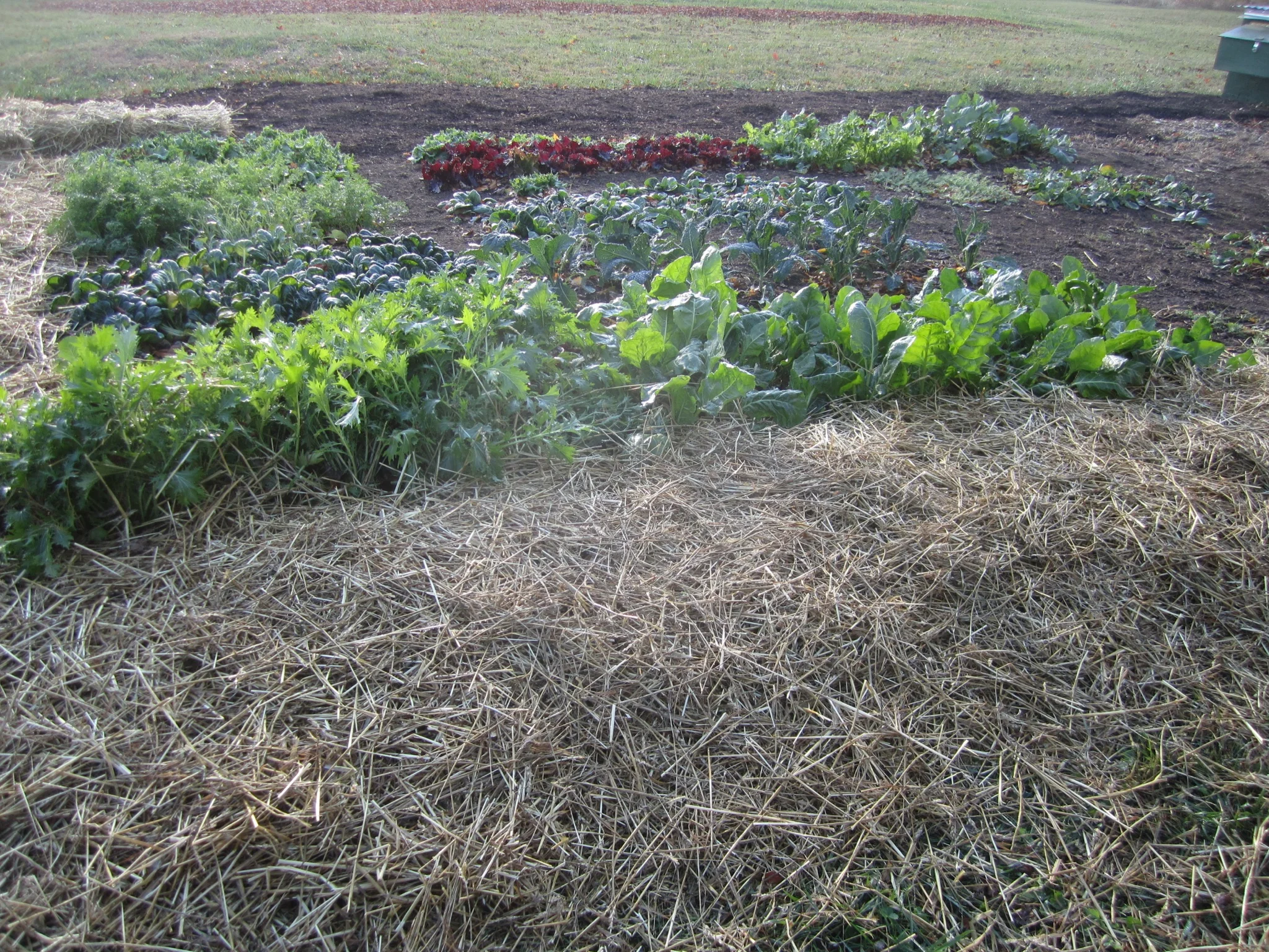The freshly planted garlic has been mulched and is now ready to ride out the winter months.
