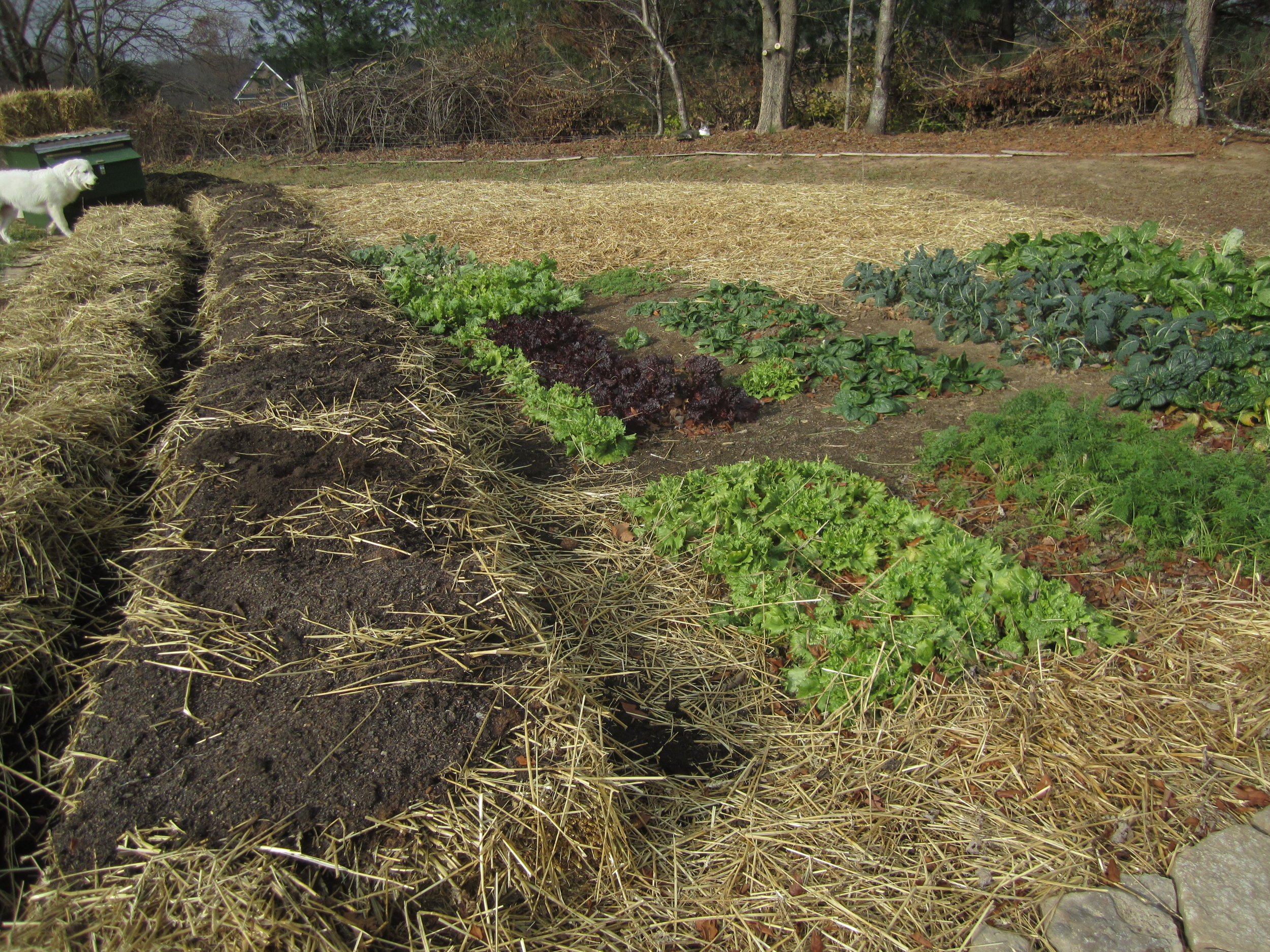 This sheet mulched bed will get one more truckload of compost before a final mulch is added on top.
