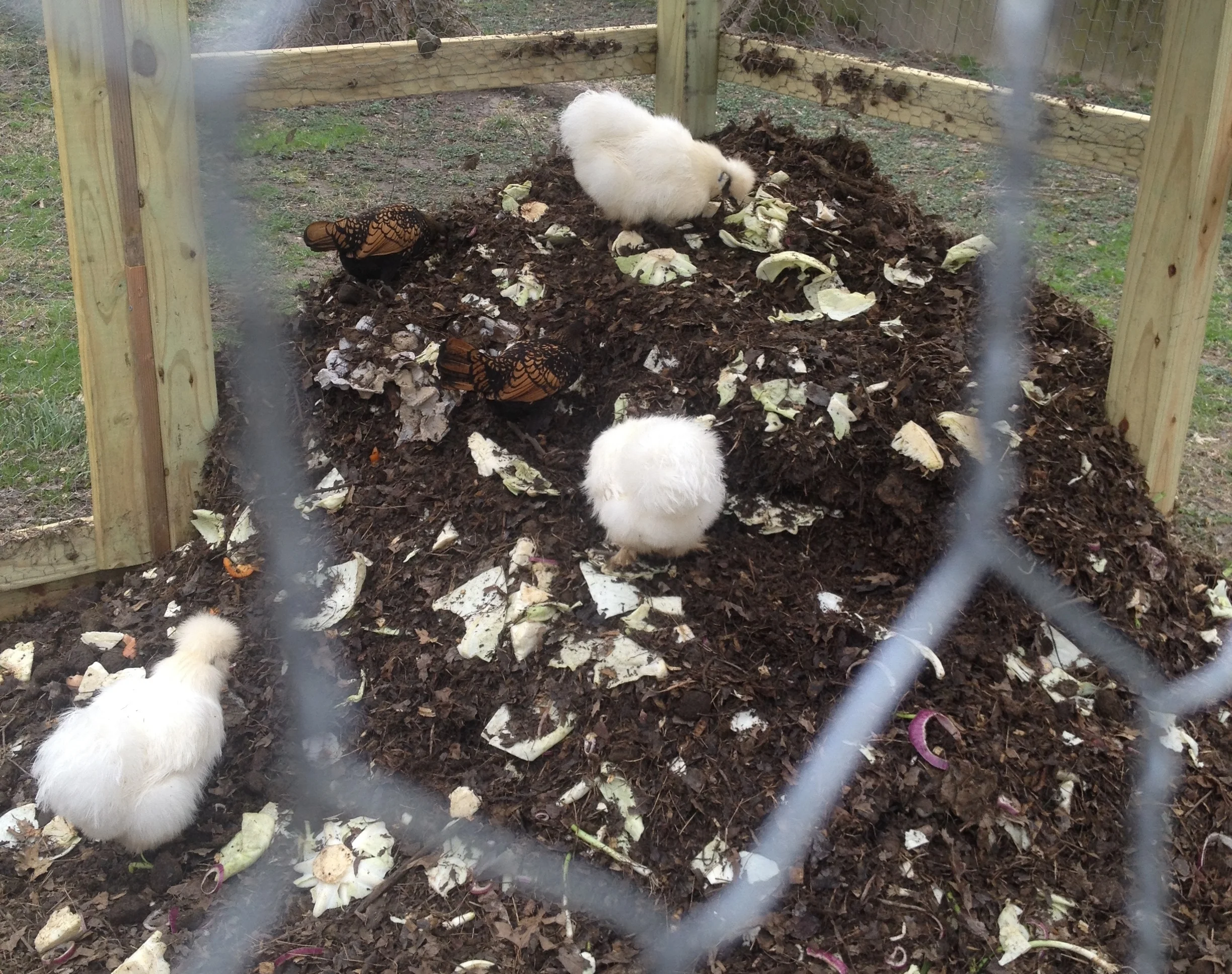 Our chickens are happiest when tearing into a freshly built compost pile!