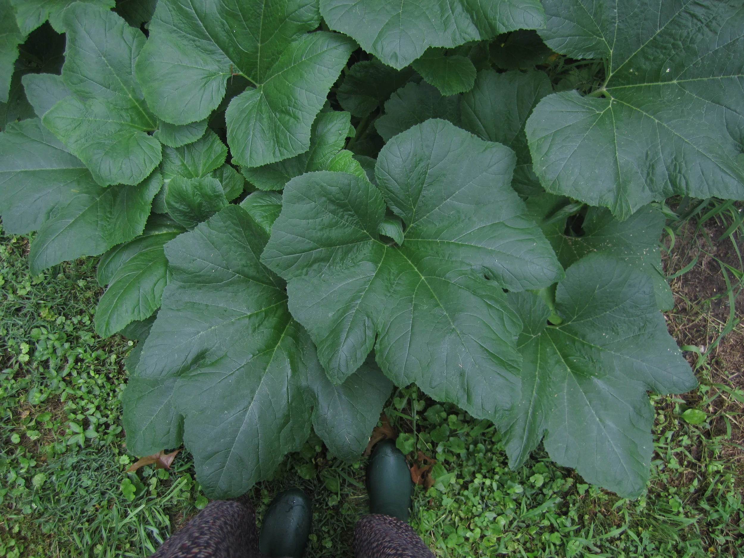 Lush zucchini foliage in late spring. Photo by Brooke.
