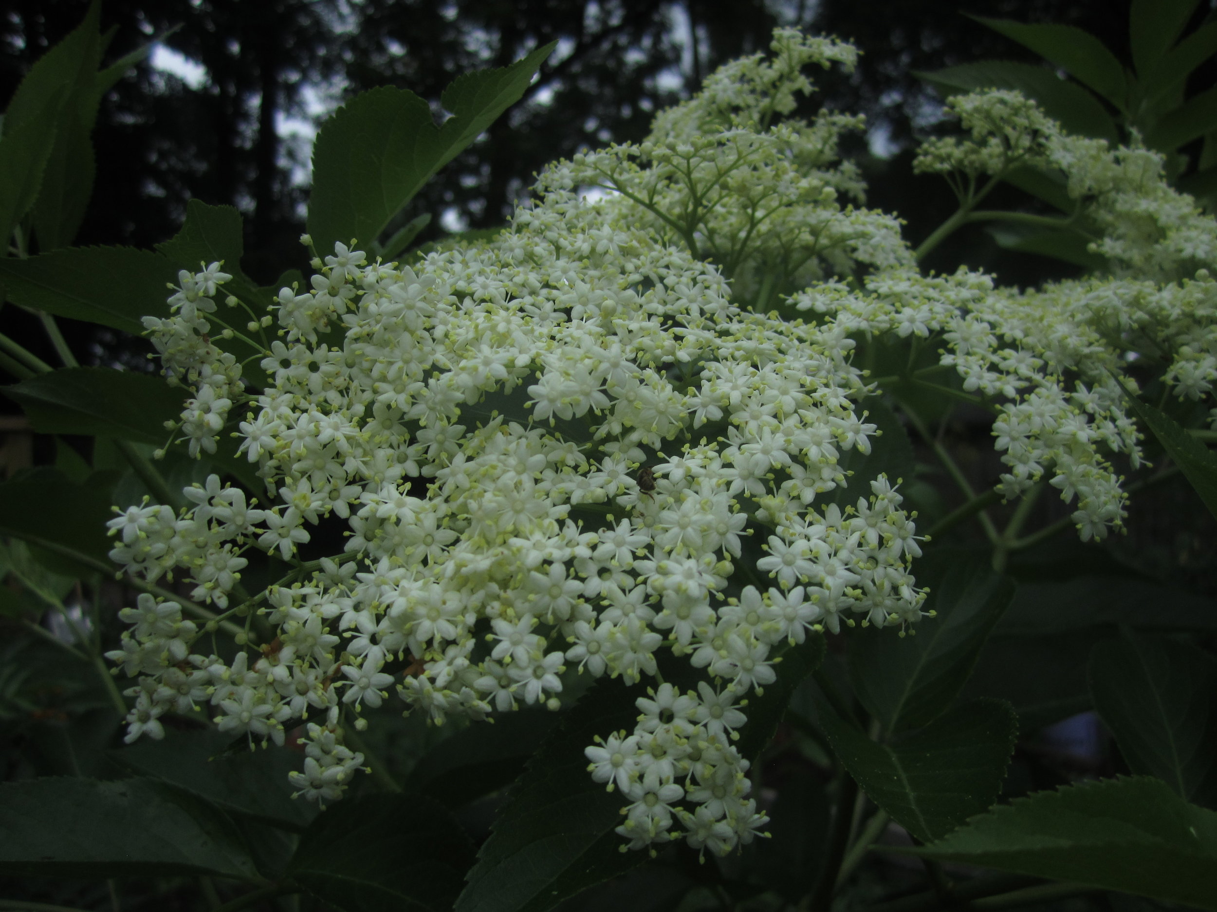 Elderflowers. Photo by Brooke.