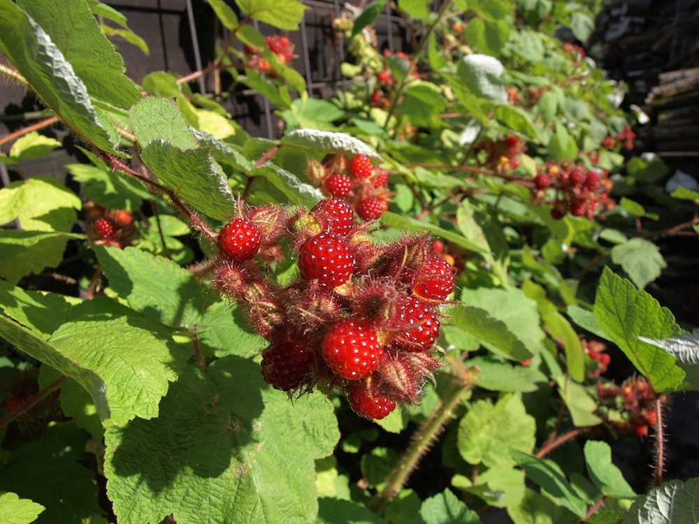 Wineberries. Photo by Alexander van Loon .