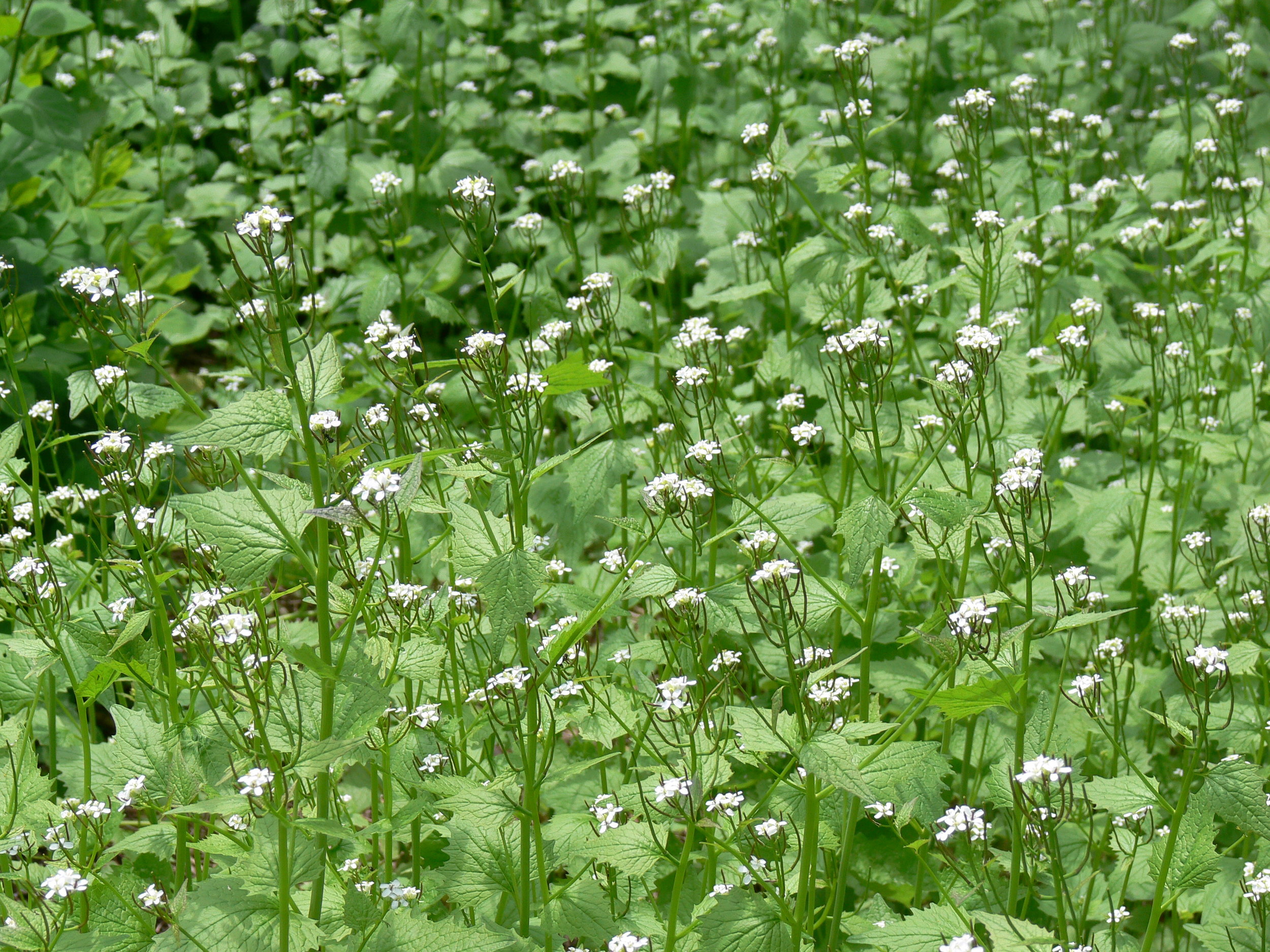 Garlic mustard. Photo by Ann and Peter Macdonald .