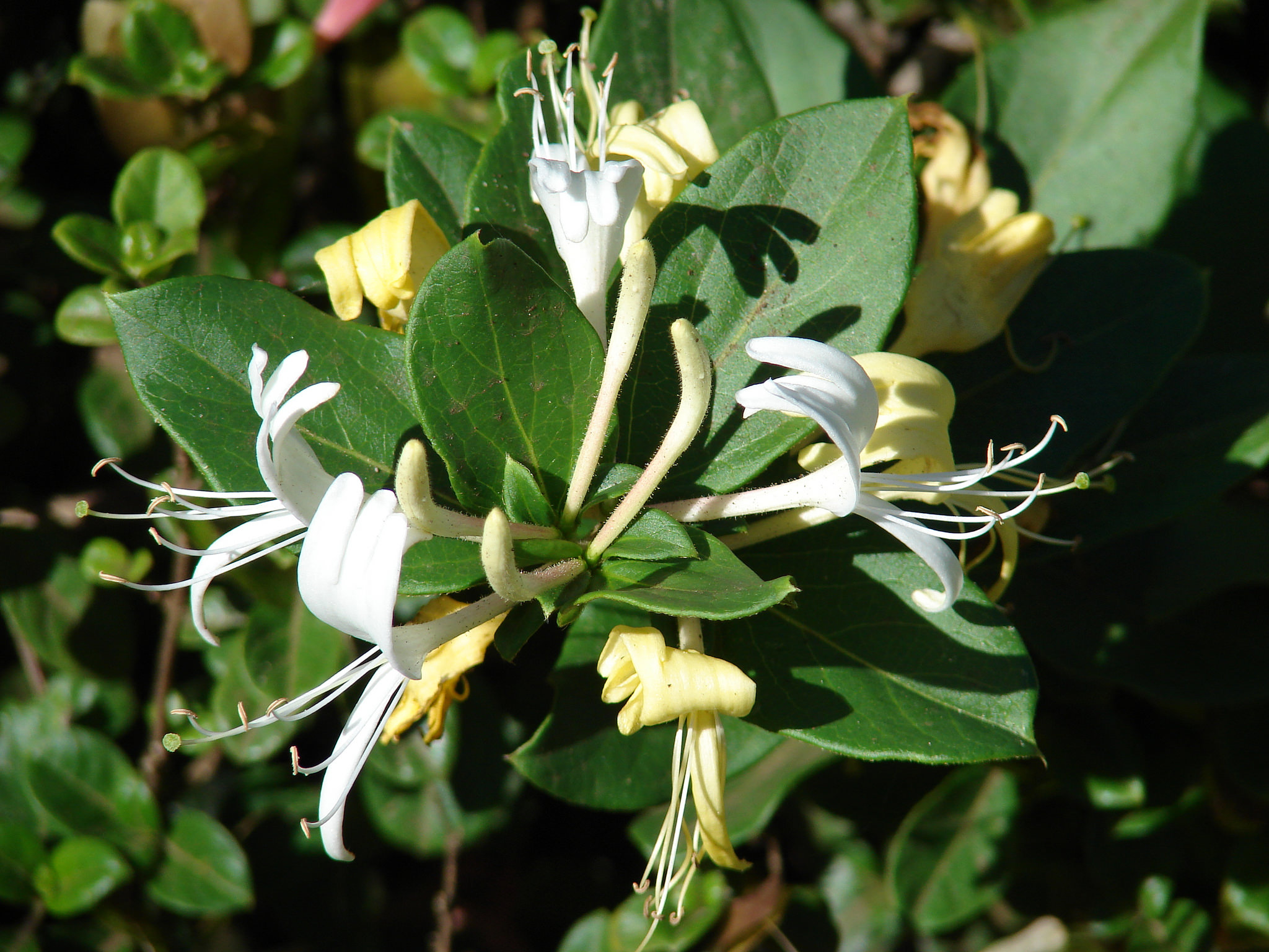 Japanese honeysuckle flowers. Photo by Forest and Kim Starr .
