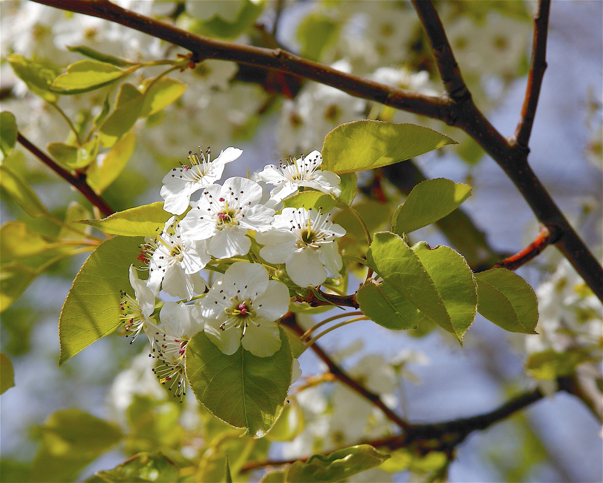 Callery pear flowers. Photo by Dan Mullen .