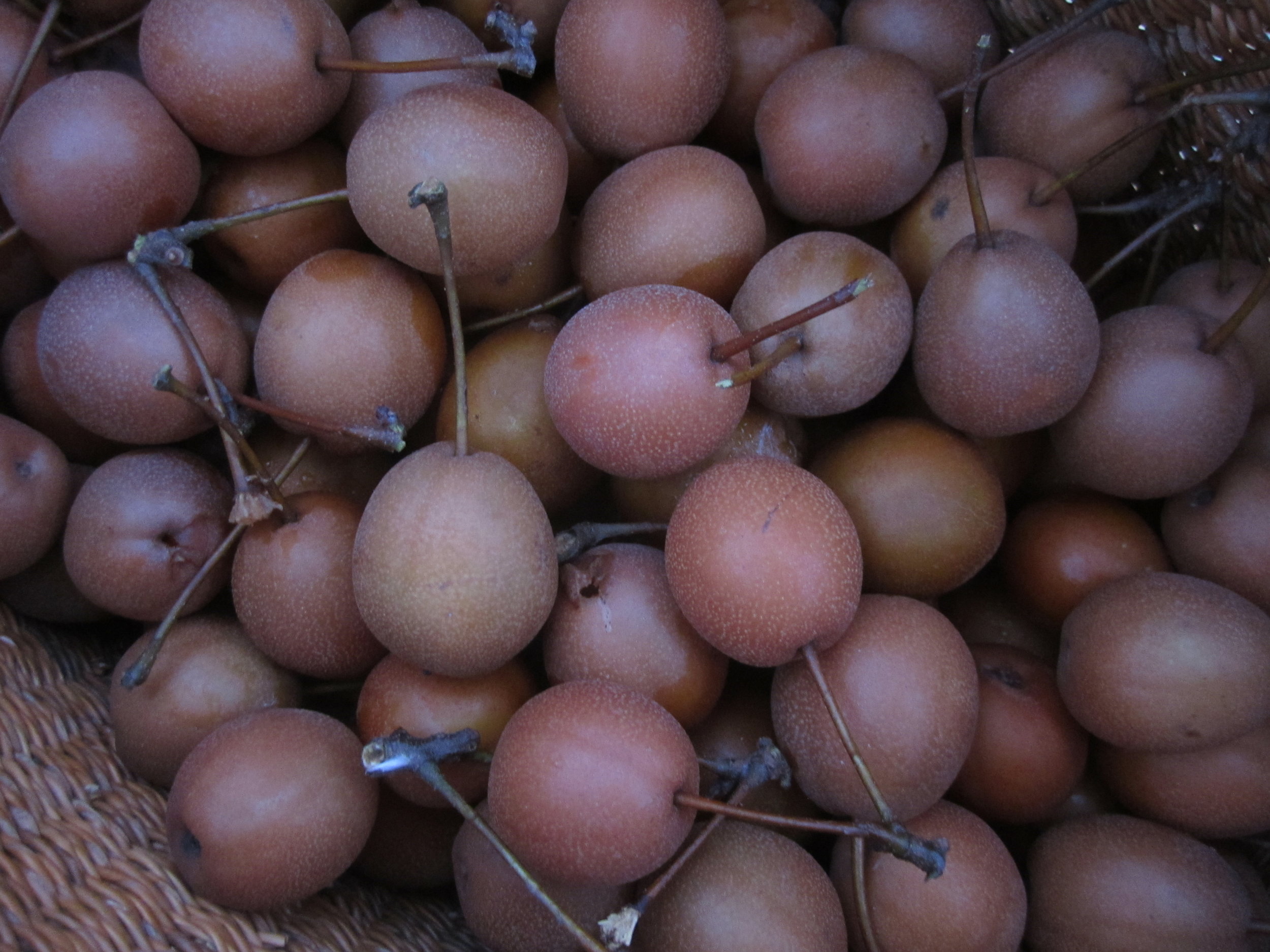 Our Callery pear harvest.