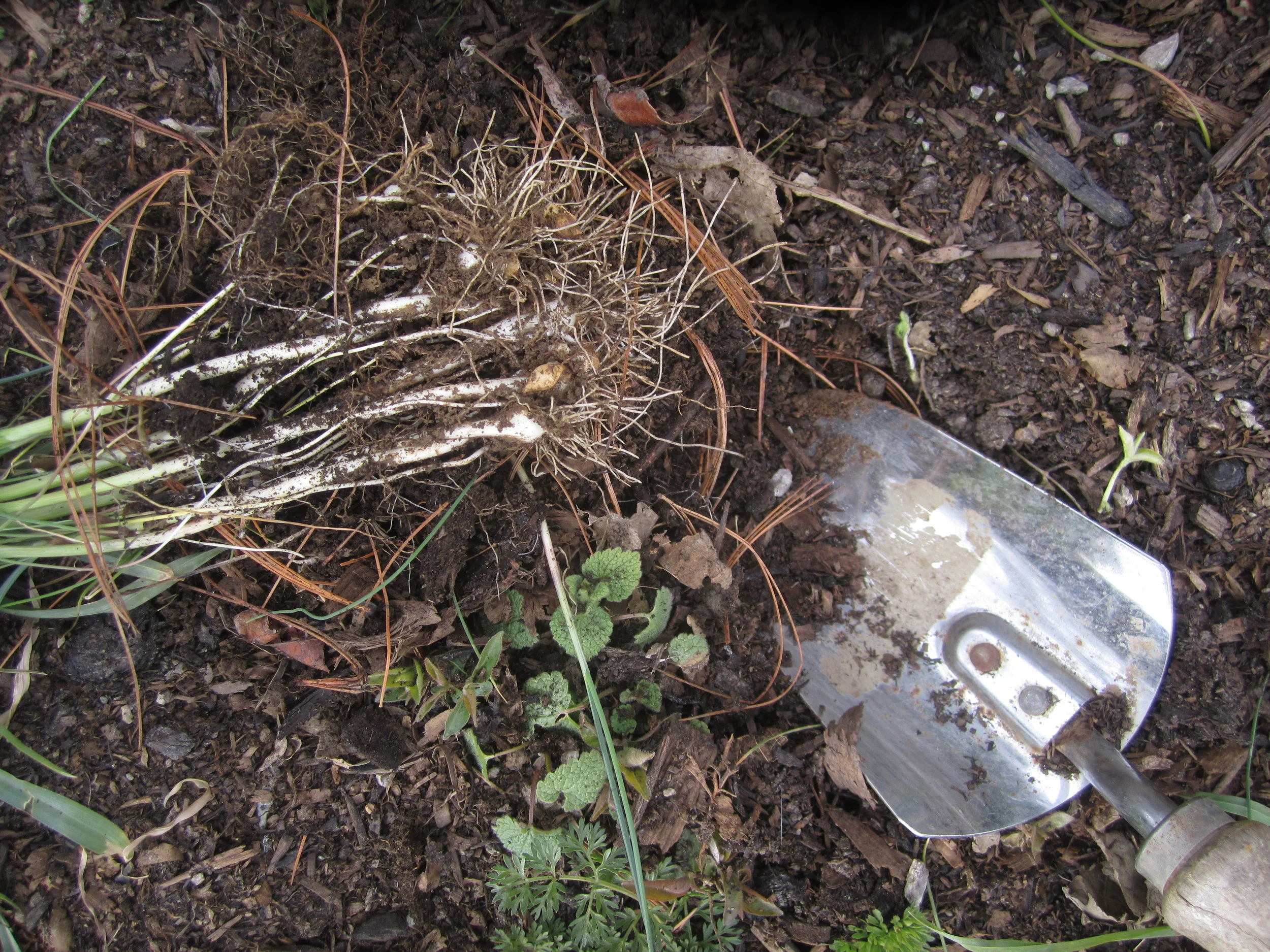 A simple hand spade is useful for harvesting field garlic.