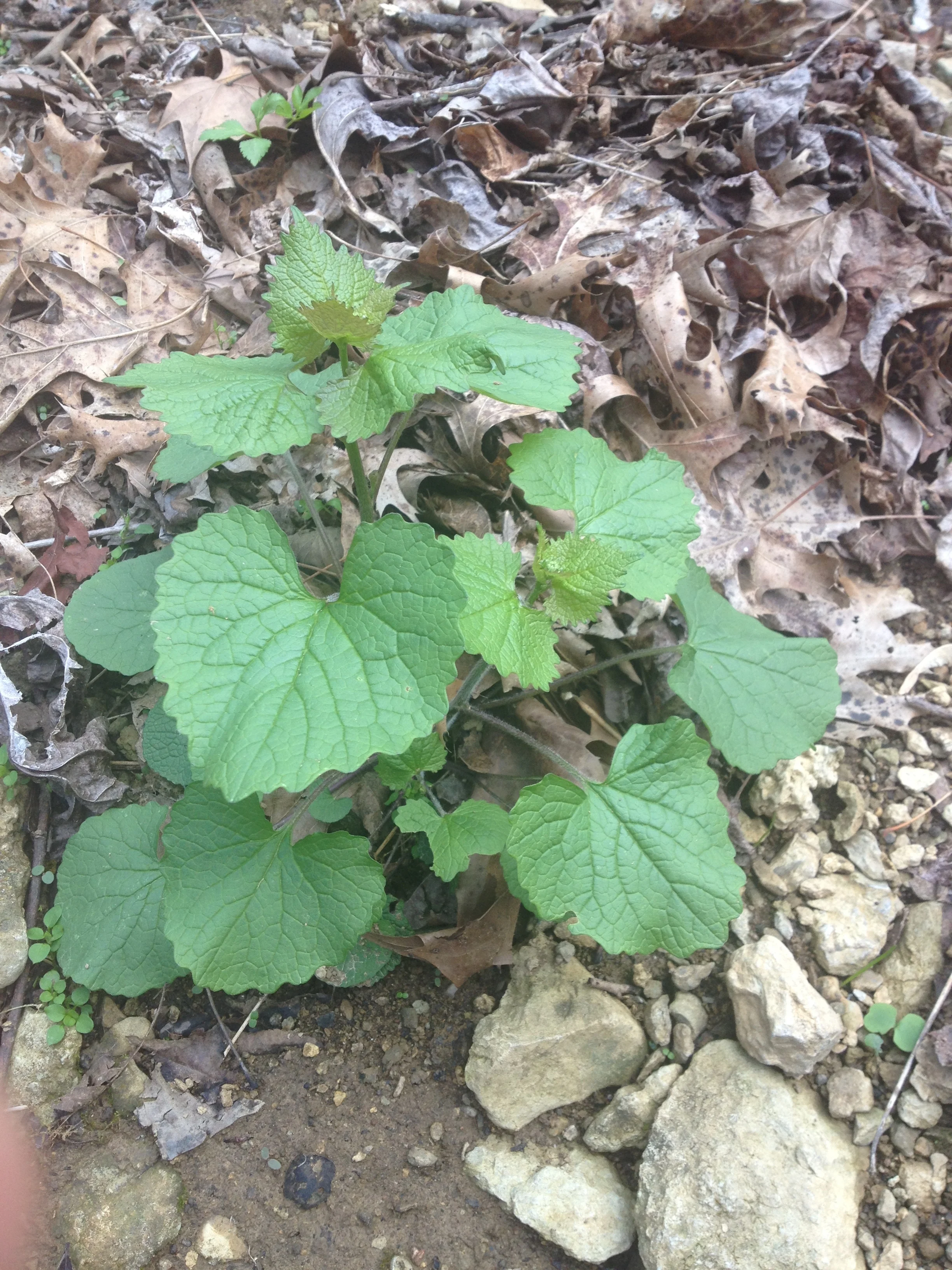 How to Identify Garlic Mustard Foraging for Wild Edible Greens — Good