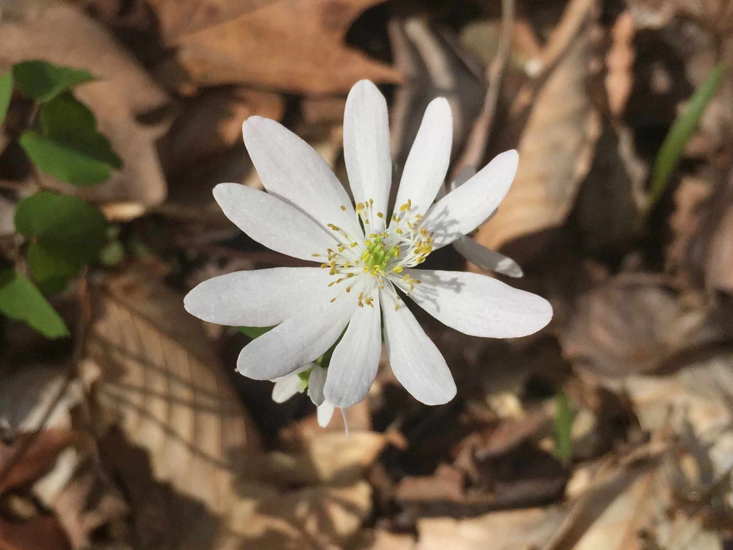 9. Leaving the Modern World Behind with Sam Sycamore