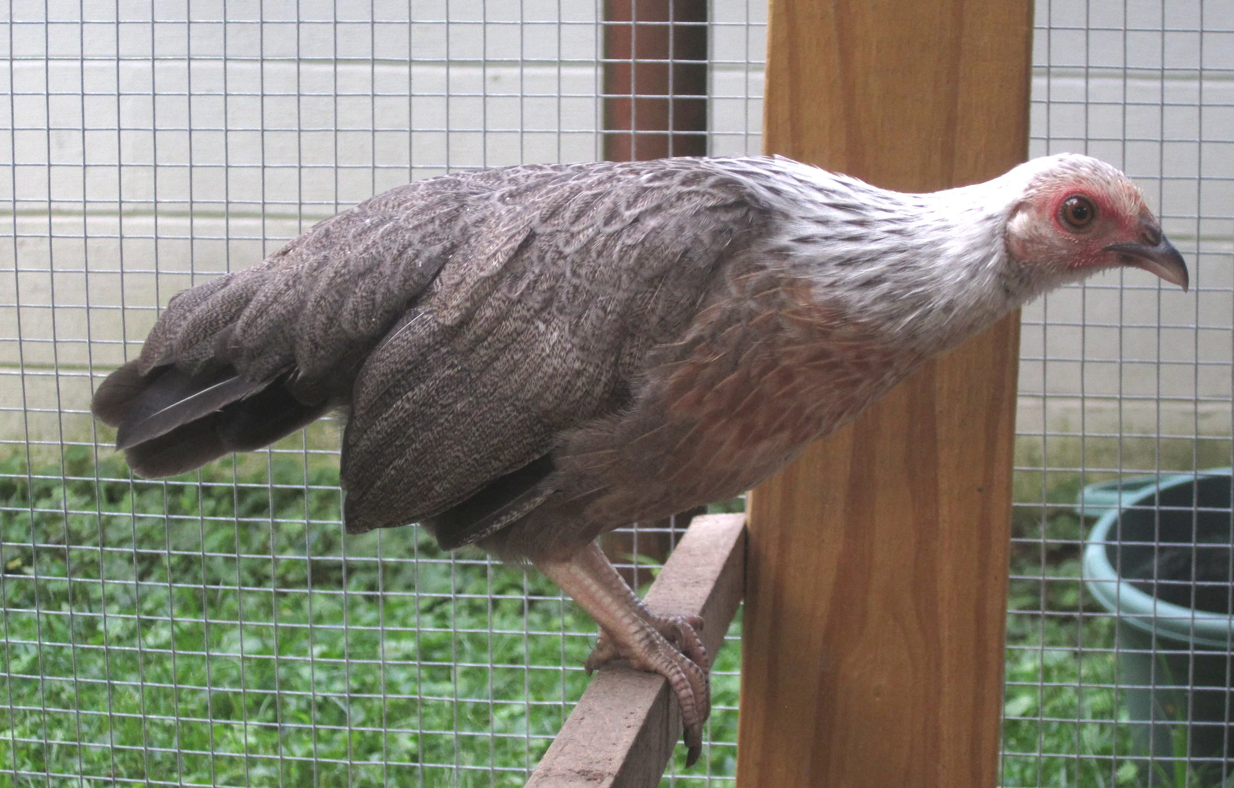 25. Why I Am a Proud Meat Eater: Confessions of a Former Vegetarian with Sam Sycamore