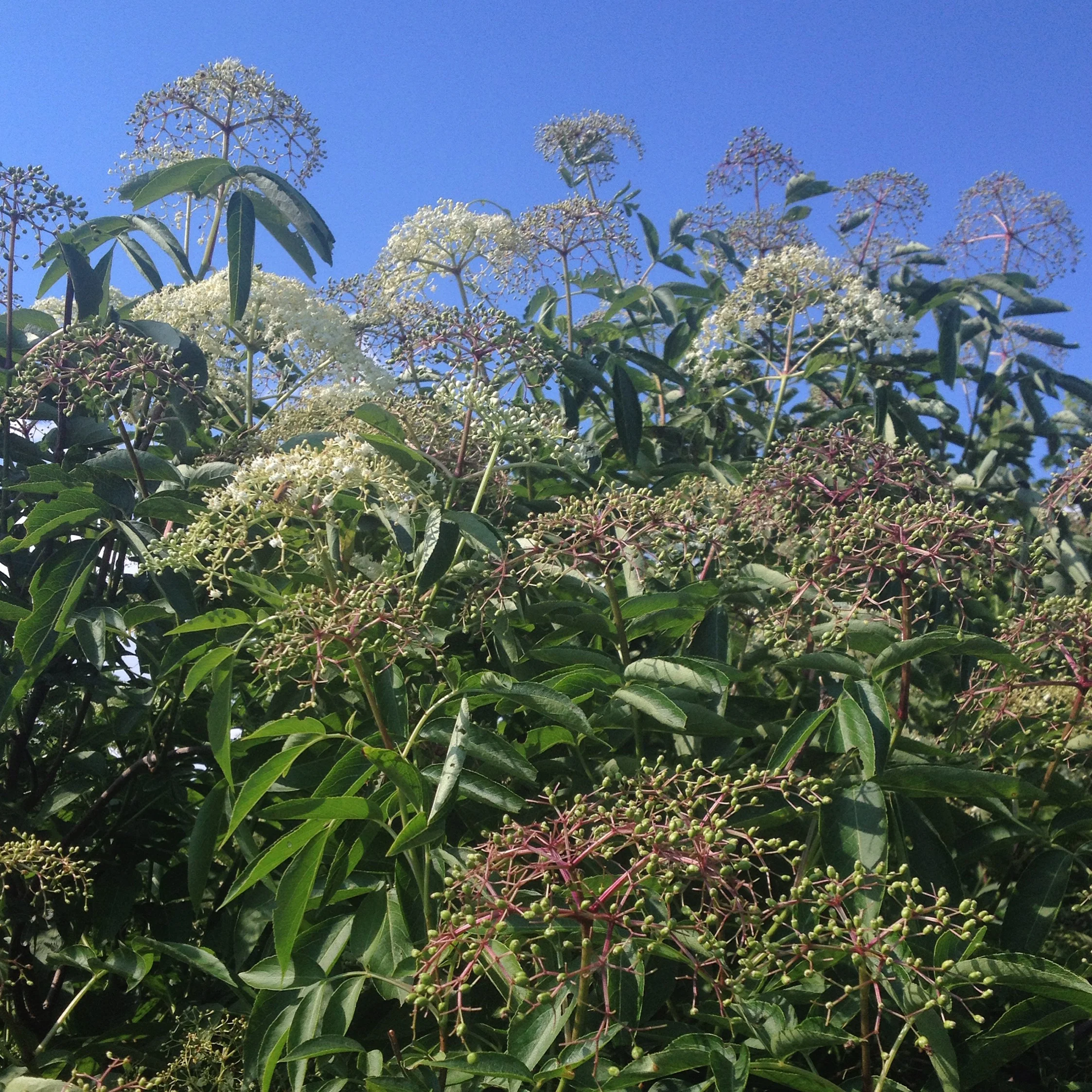 29. How to Develop Your Own Myths, Rituals, and Culture with Sam Sycamore