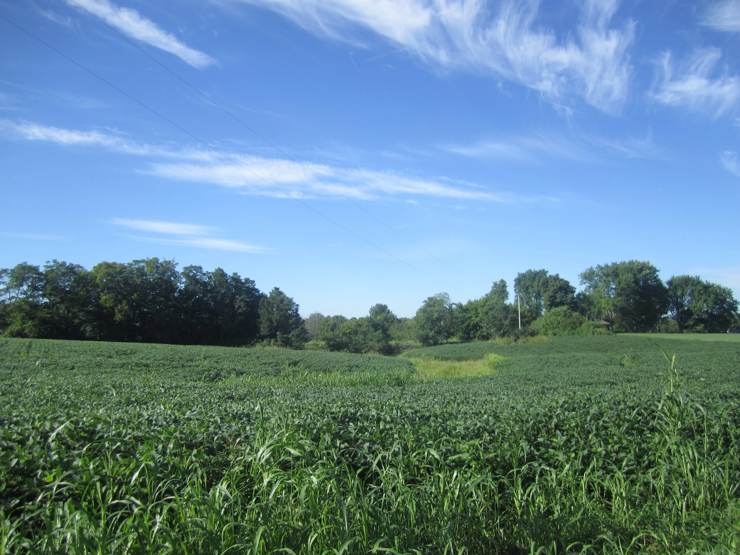 31. Cereal Grains and Chemical Warfare: A Brief History of the Green Revolution with Sam Sycamore