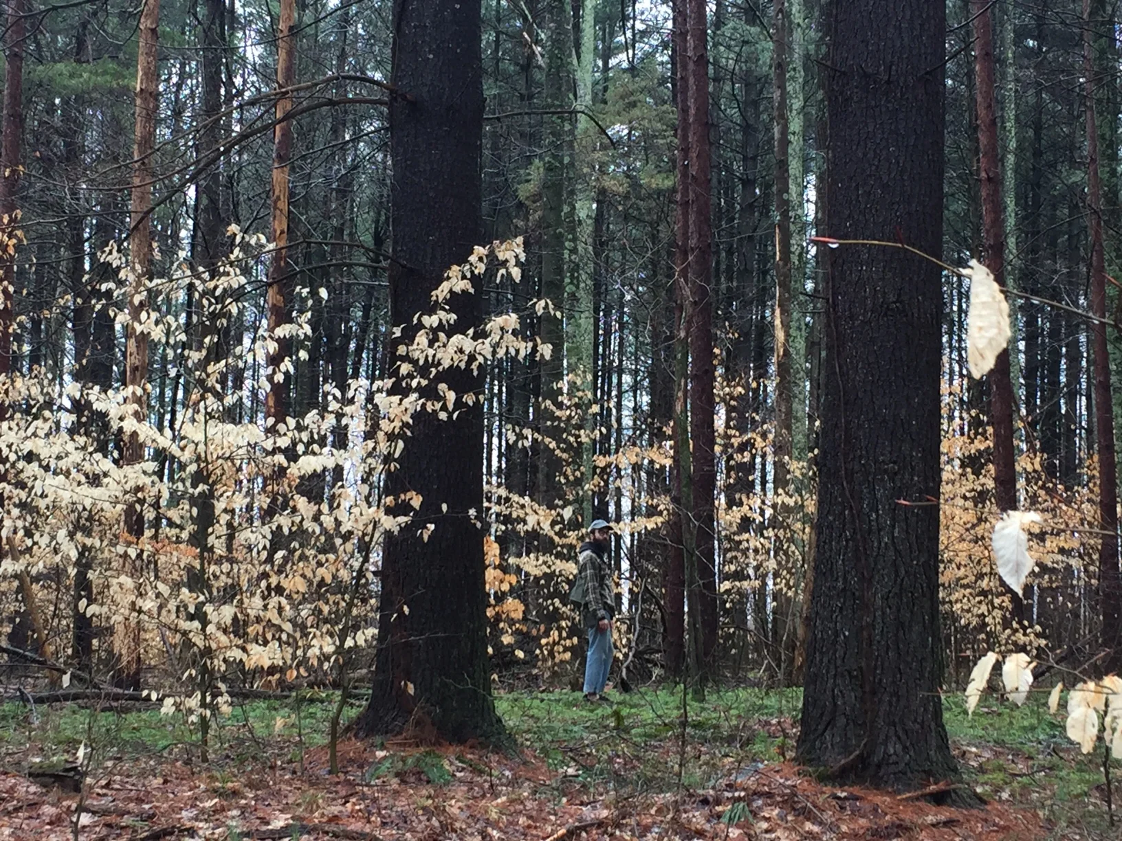 Foraging in Early Spring: Wild Edible Plants to Gather Now
