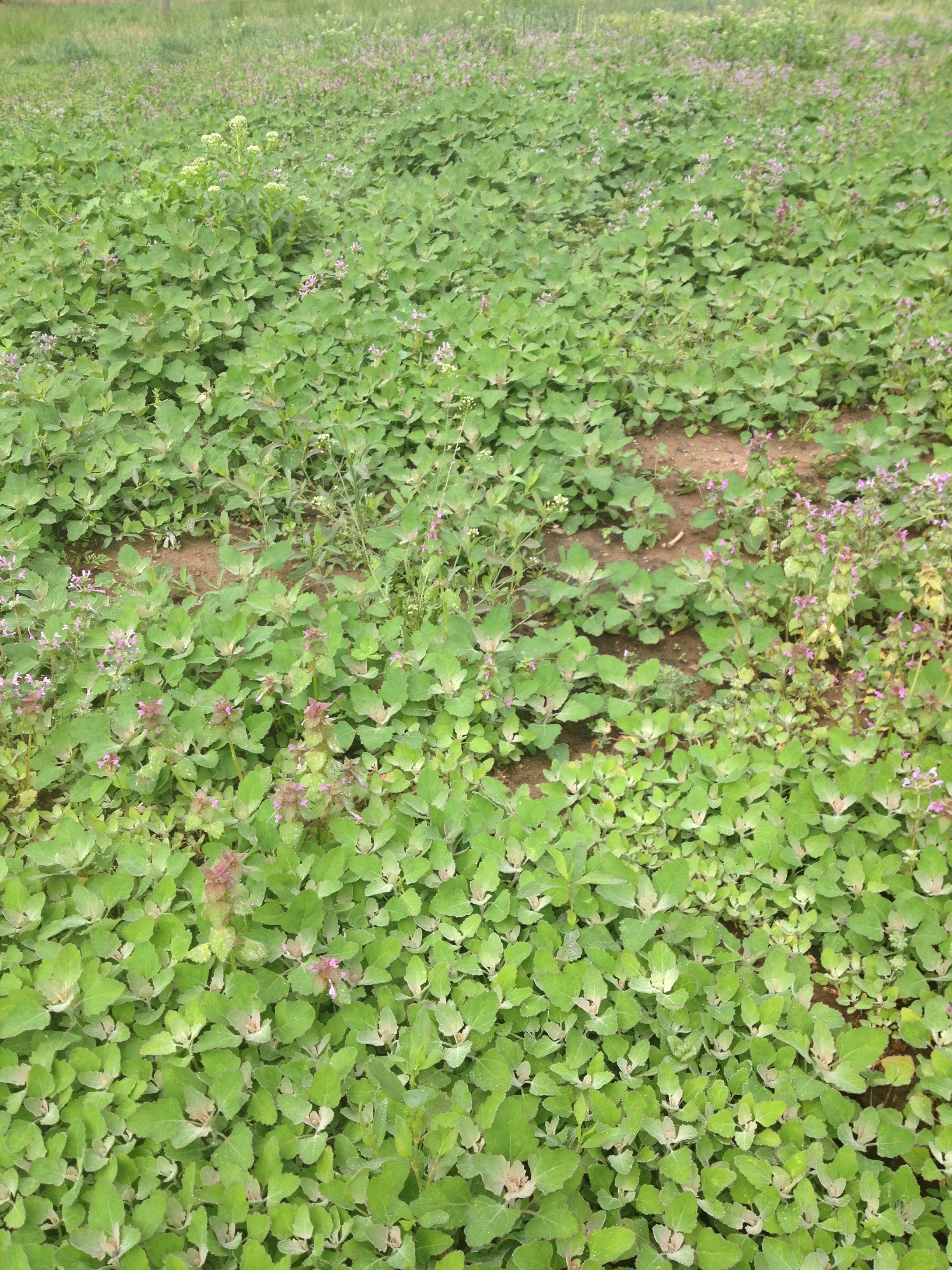lambsquarters-1.jpg
