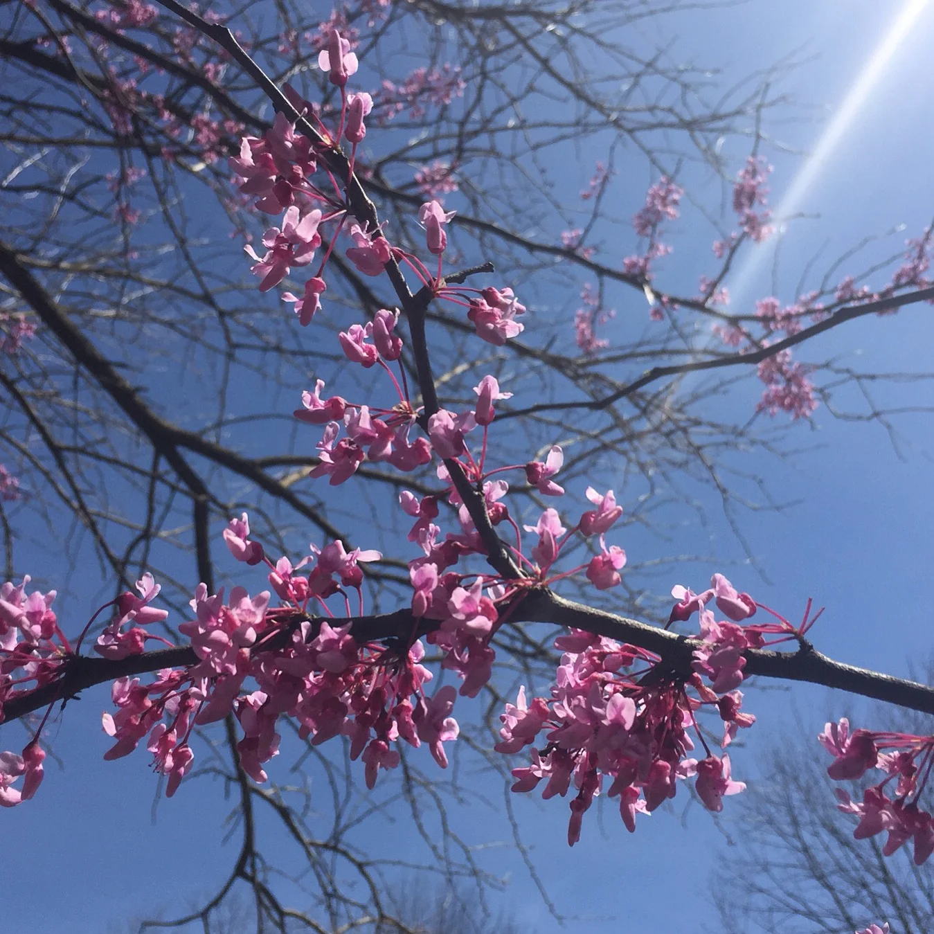 Spring Foraging Wild Edible Flowers, Greens and Shoots — Good Life Revival