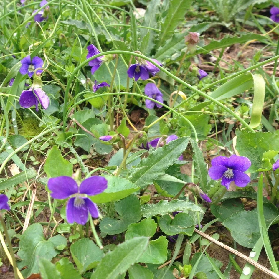 Spring Foraging Wild Edible Flowers Greens And Shoots Good Life Revival