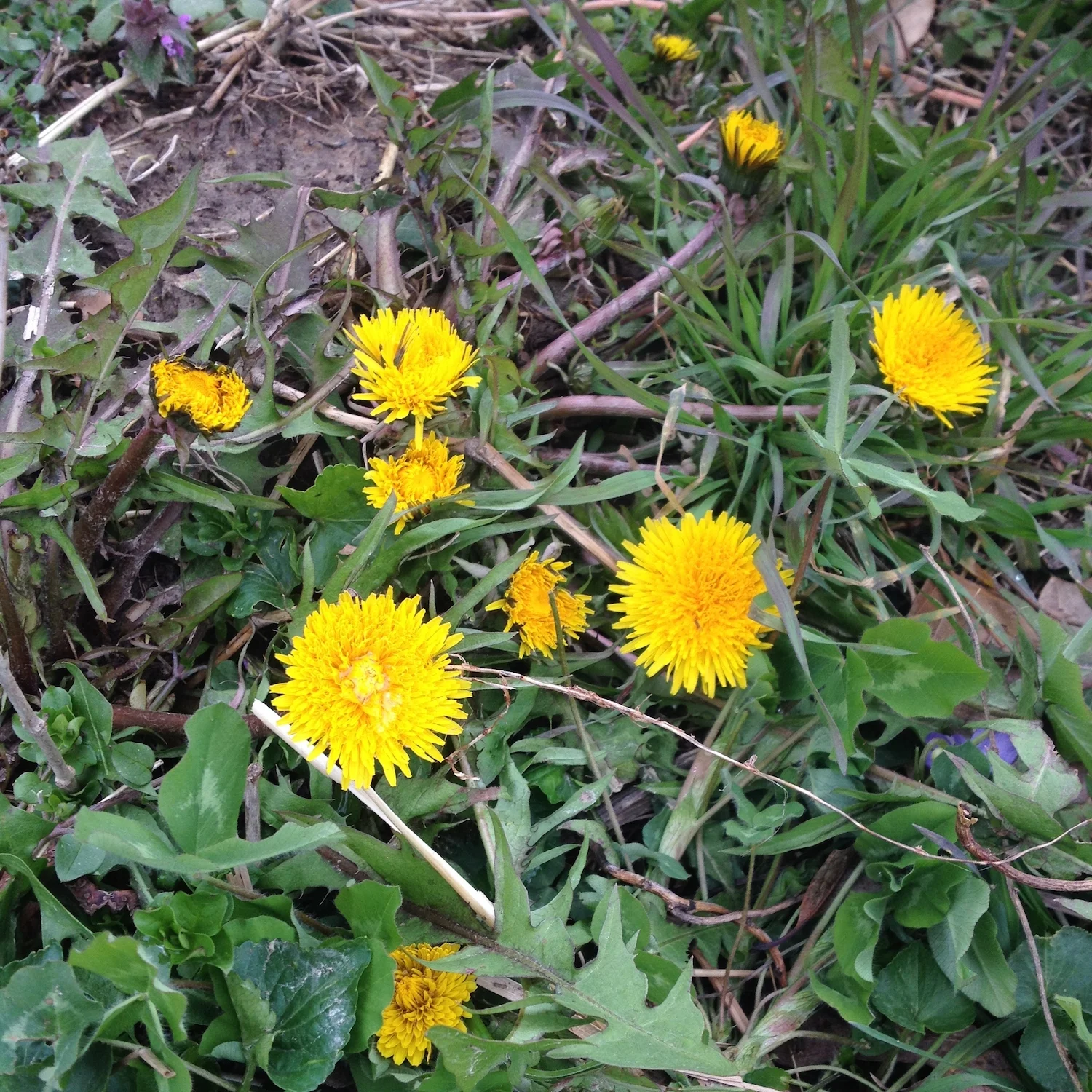 dandelion-flower-edible.jpg