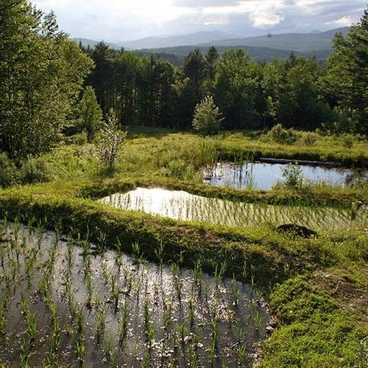 whole-systems-research-farm.jpg