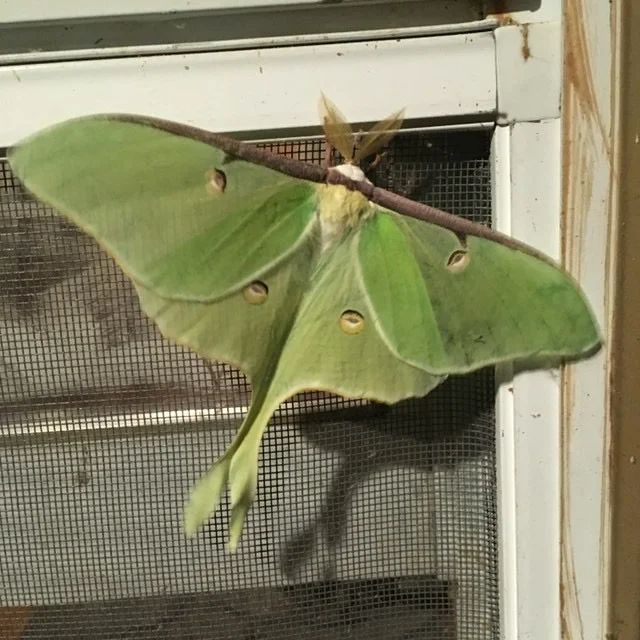 42. Domestication and the Suffocating Void of Modern Civilization with Kevin Tucker of Black &amp; Green Review