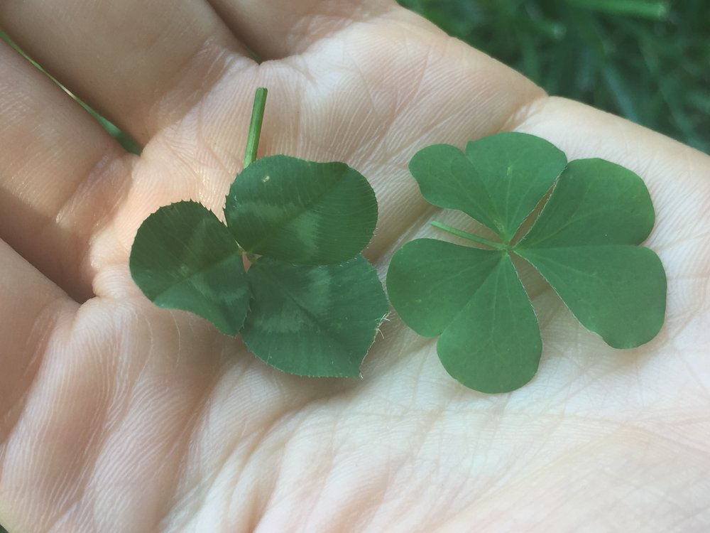 How To Identify Wood Sorrel Foraging For Edible Wild Greens Good Life Revival