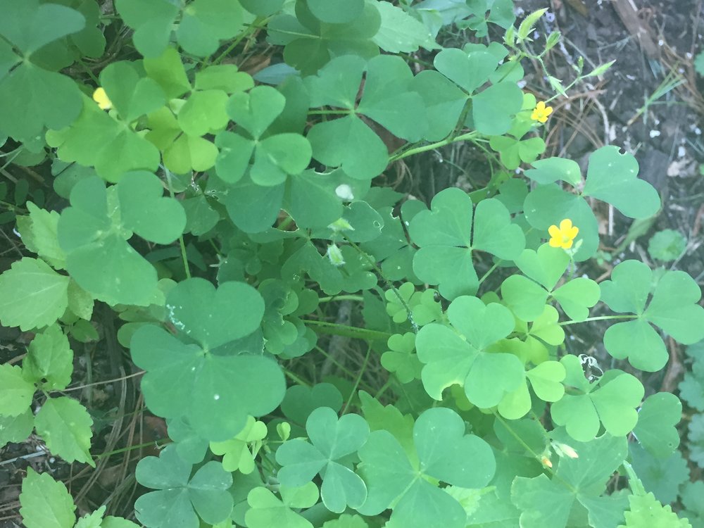 How To Identify Wood Sorrel Foraging For Edible Wild Greens Good Life Revival