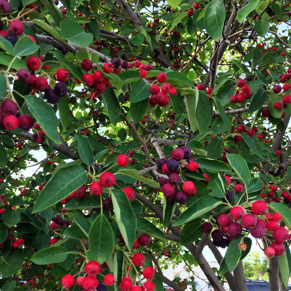 Plody stromu oskoruše jedlé