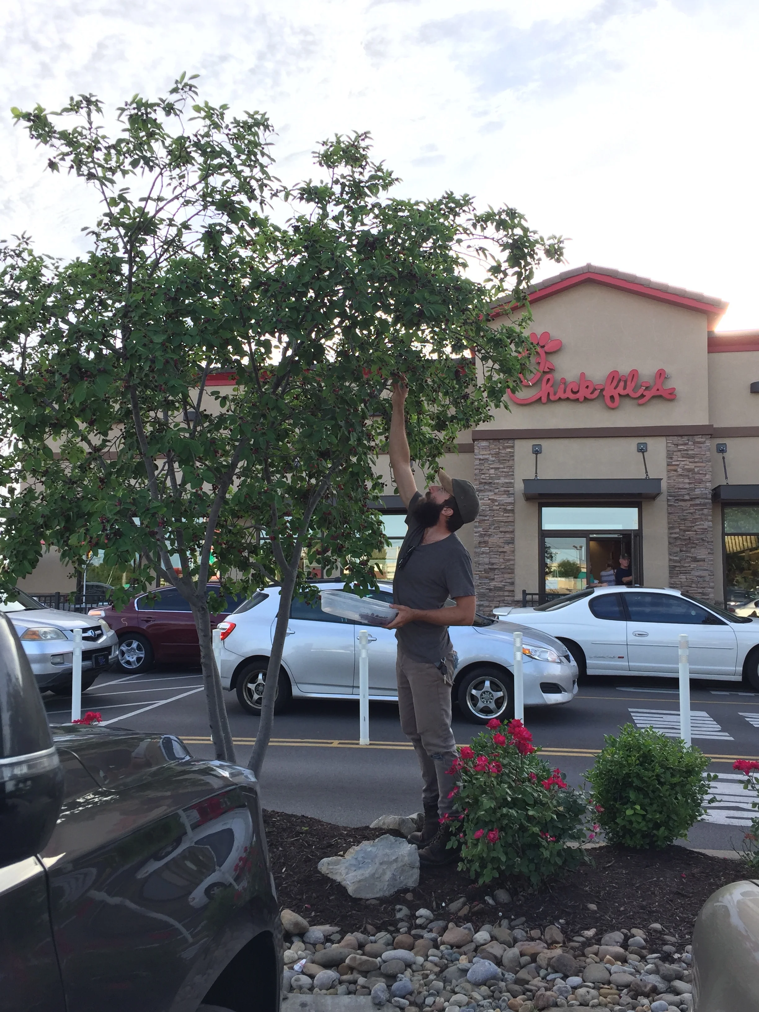 The author gathers edible serviceberries in a Chick-fil-a parking lot in suburban Louisville, KY.