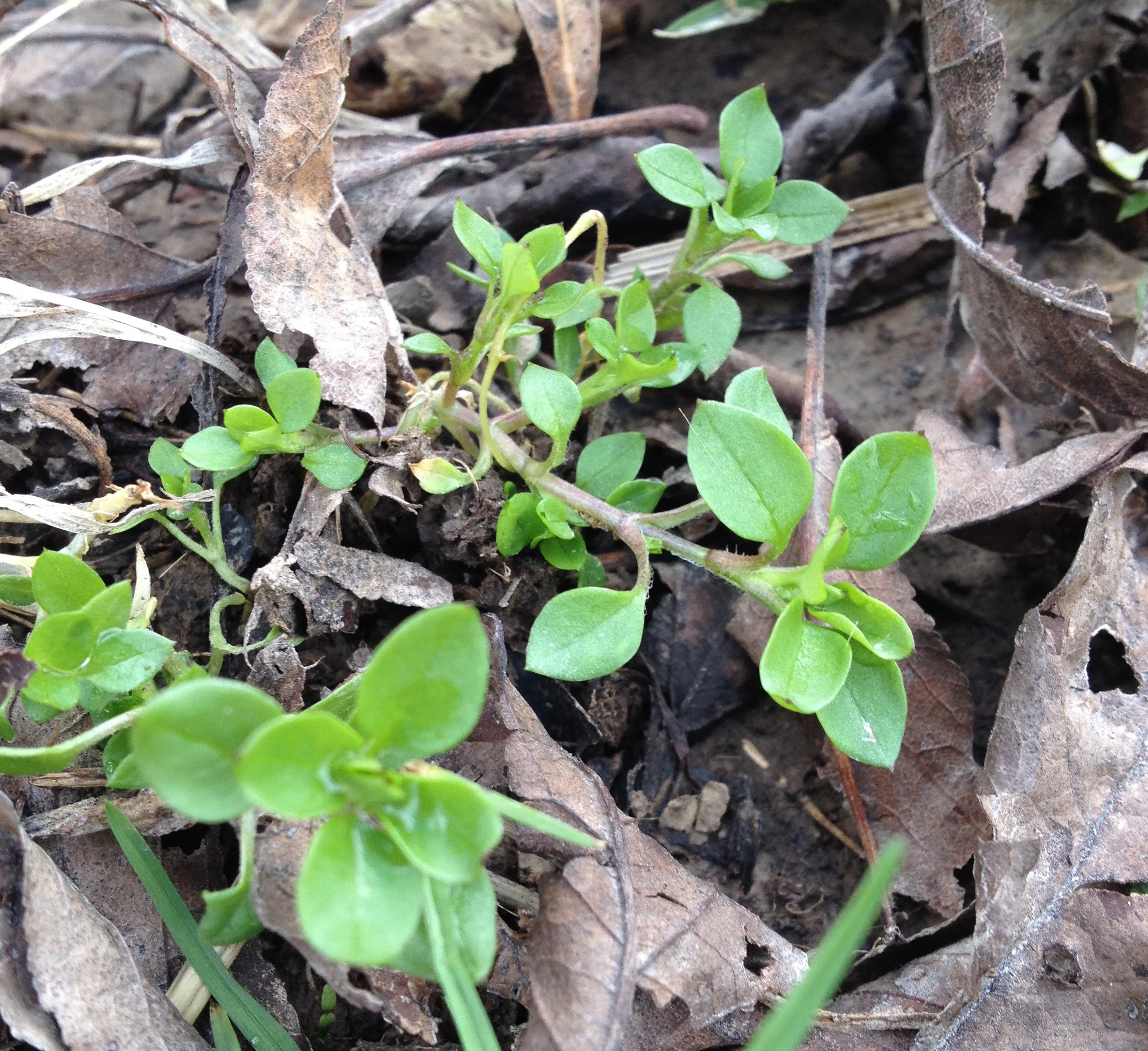 young-chickweed.jpg