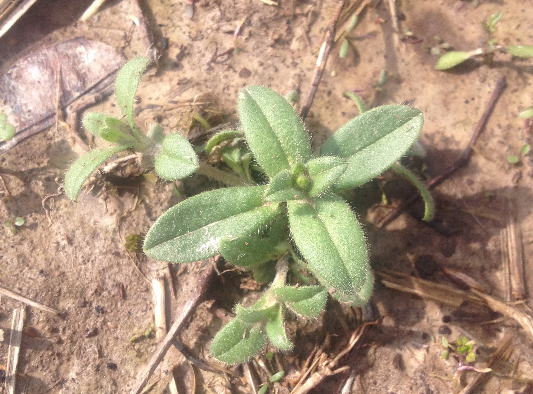 mouse-ear.jpg