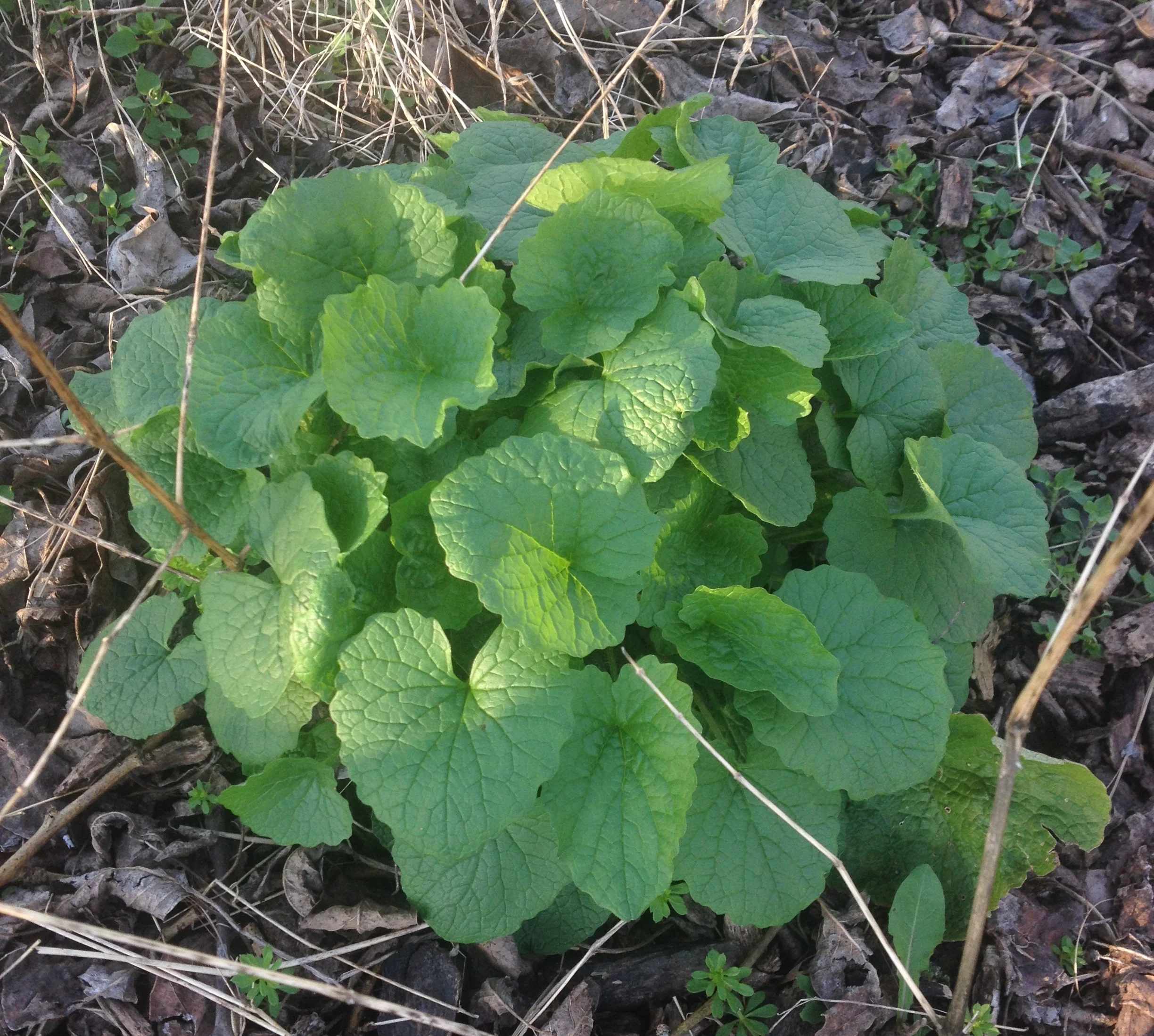 garlic-mustard-1.jpg