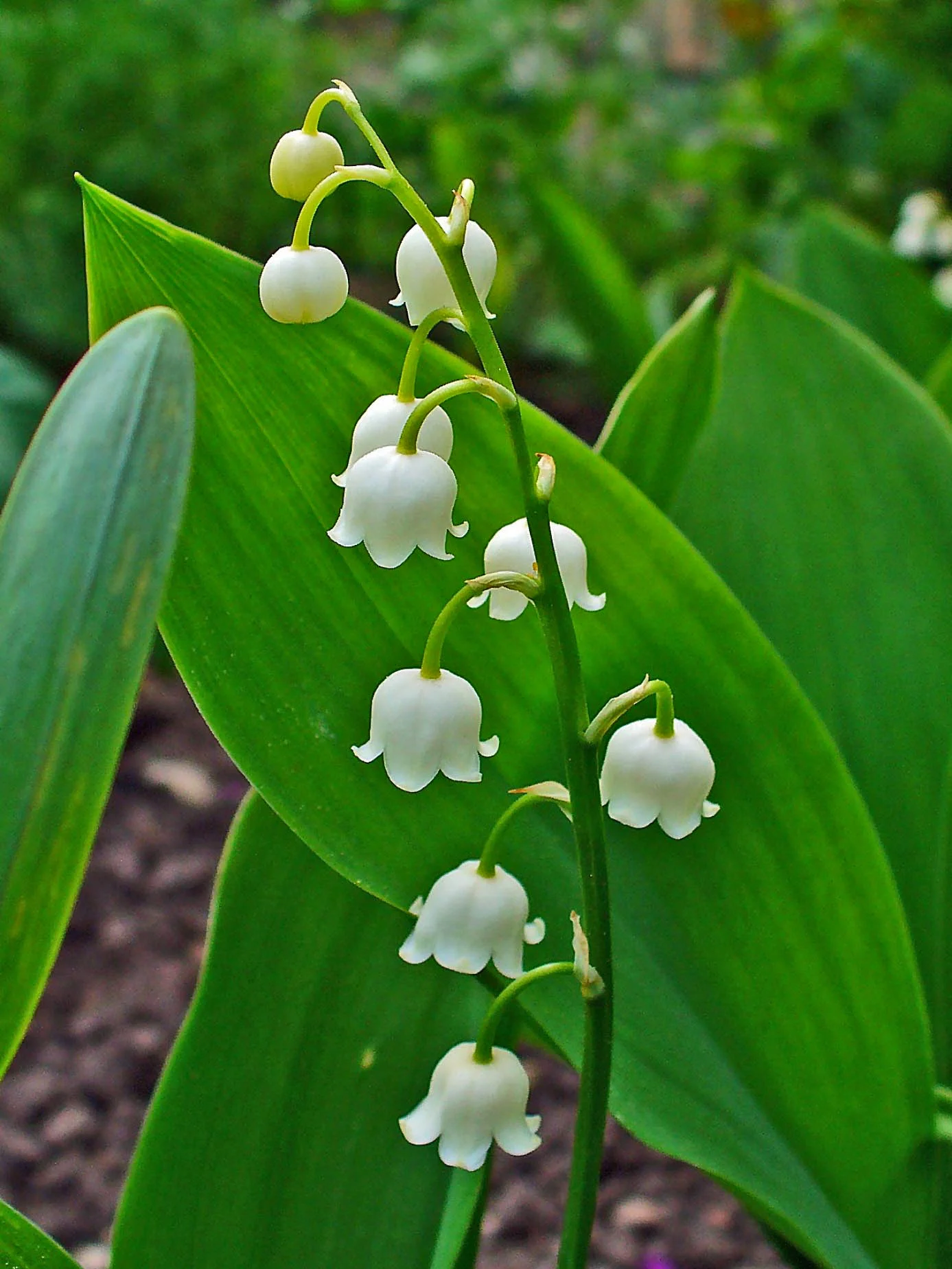 Lily of the valley, C. majalis - H. Zell on Wikipedia