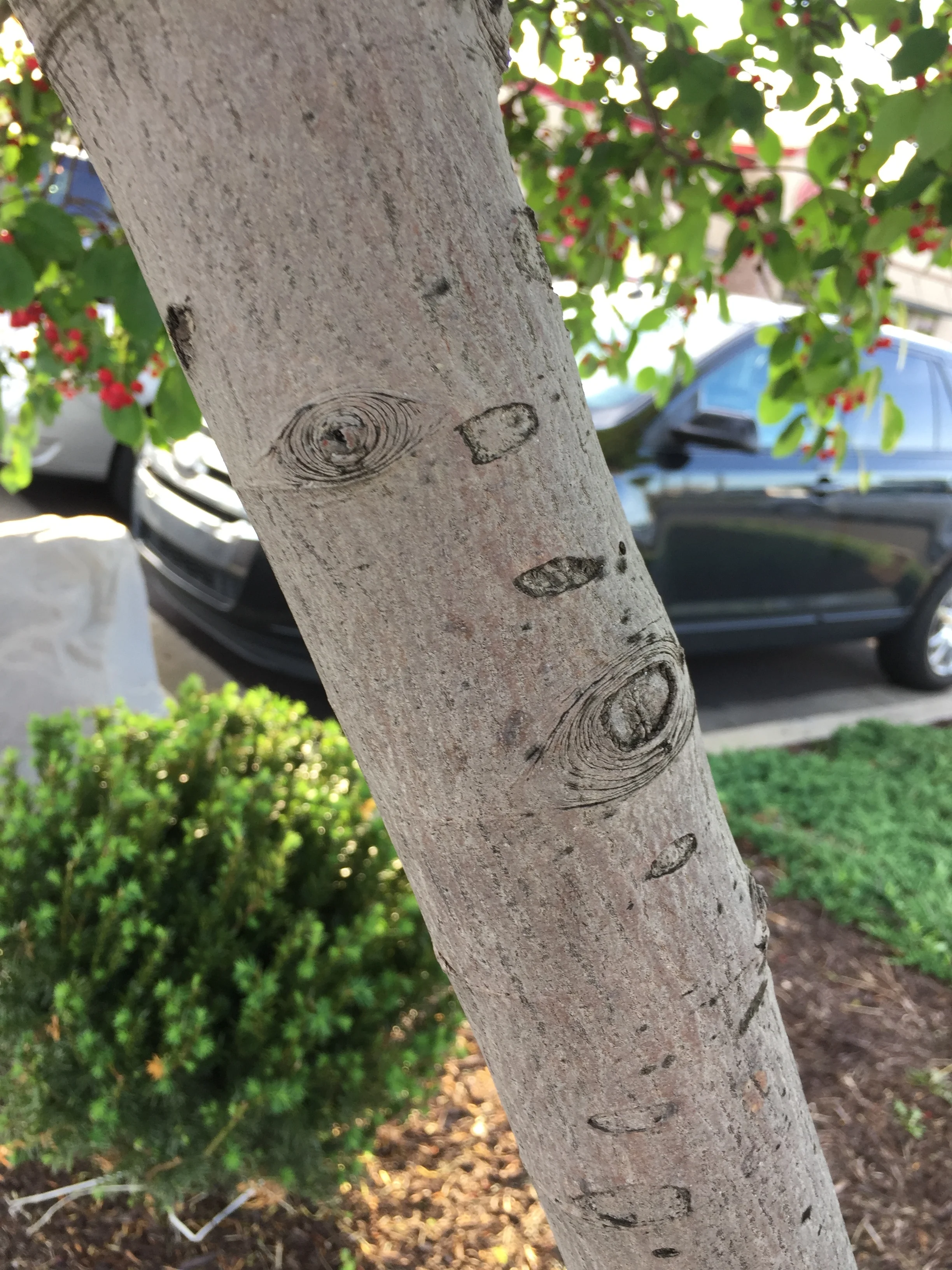 The smooth gray bark of an ornamental serviceberry bush.