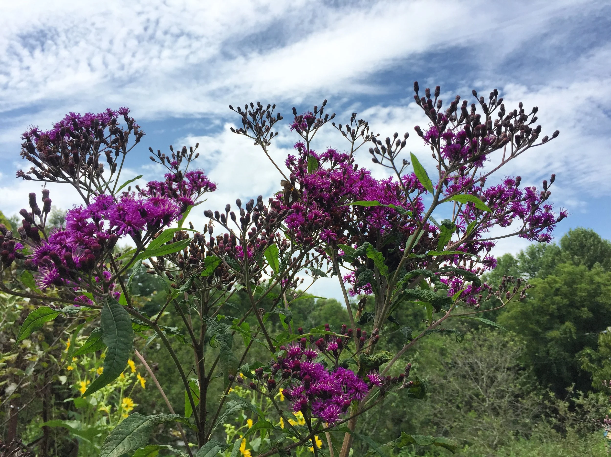6. Nature Deficit Disorder and Ecological Literacy with Sam Sycamore