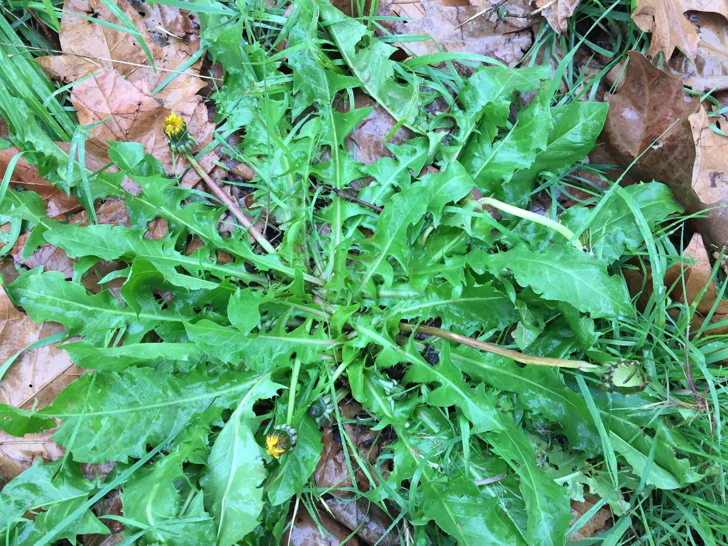 4. What is a Weed? Or, the Limits of Reductionism with Sam Sycamore