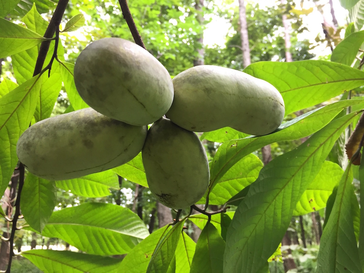 Why dont all paw paw trees have fruit