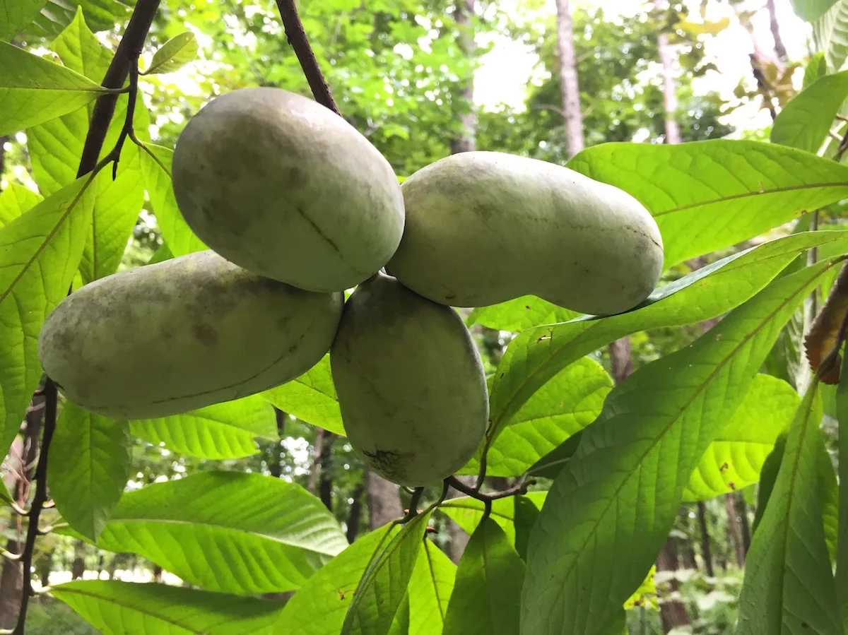 How To Identify Pawpaw Trees Where To Find Edible Wild Fruits Good Life Revival